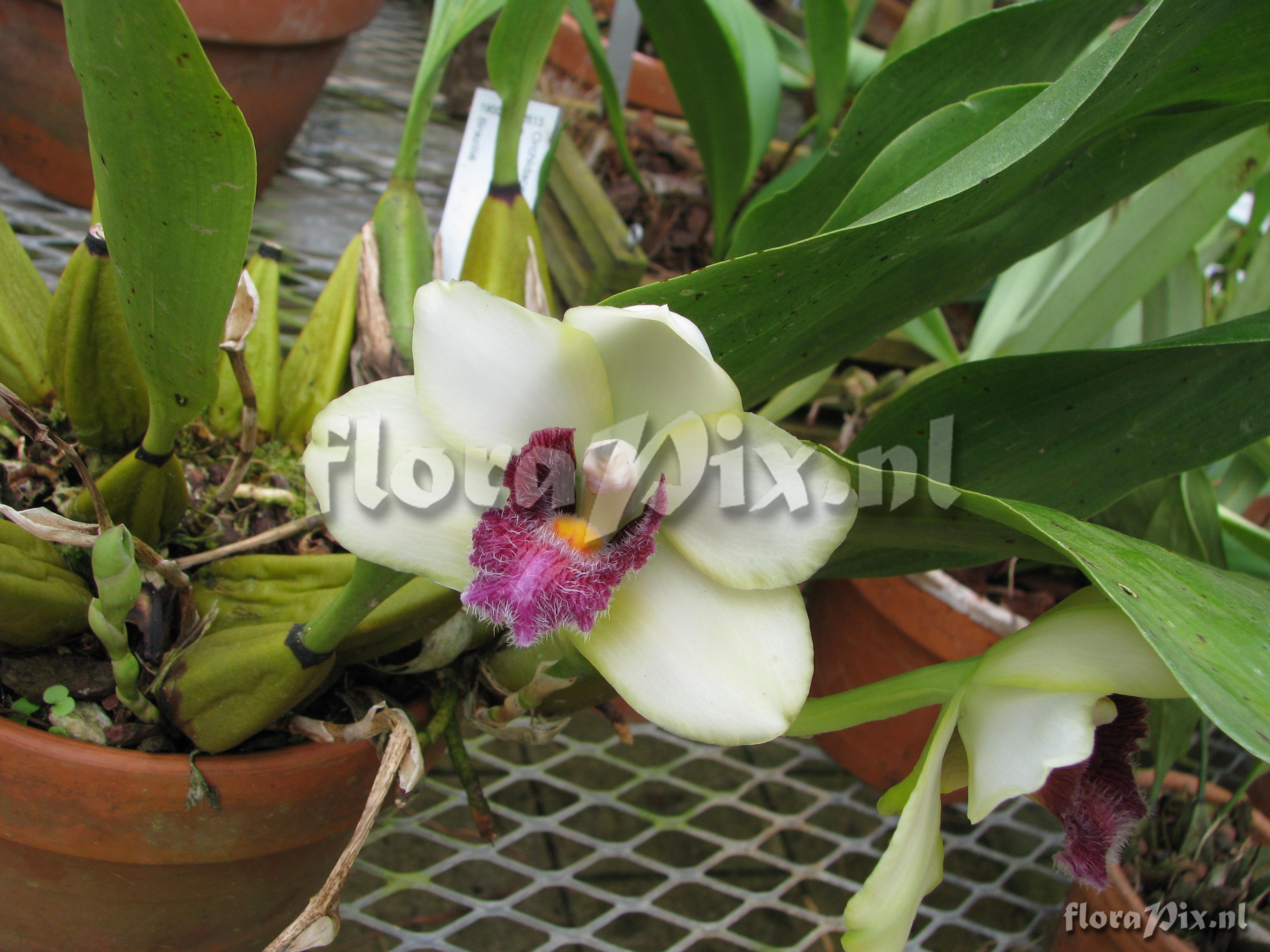 Bifrenaria harrisoniae