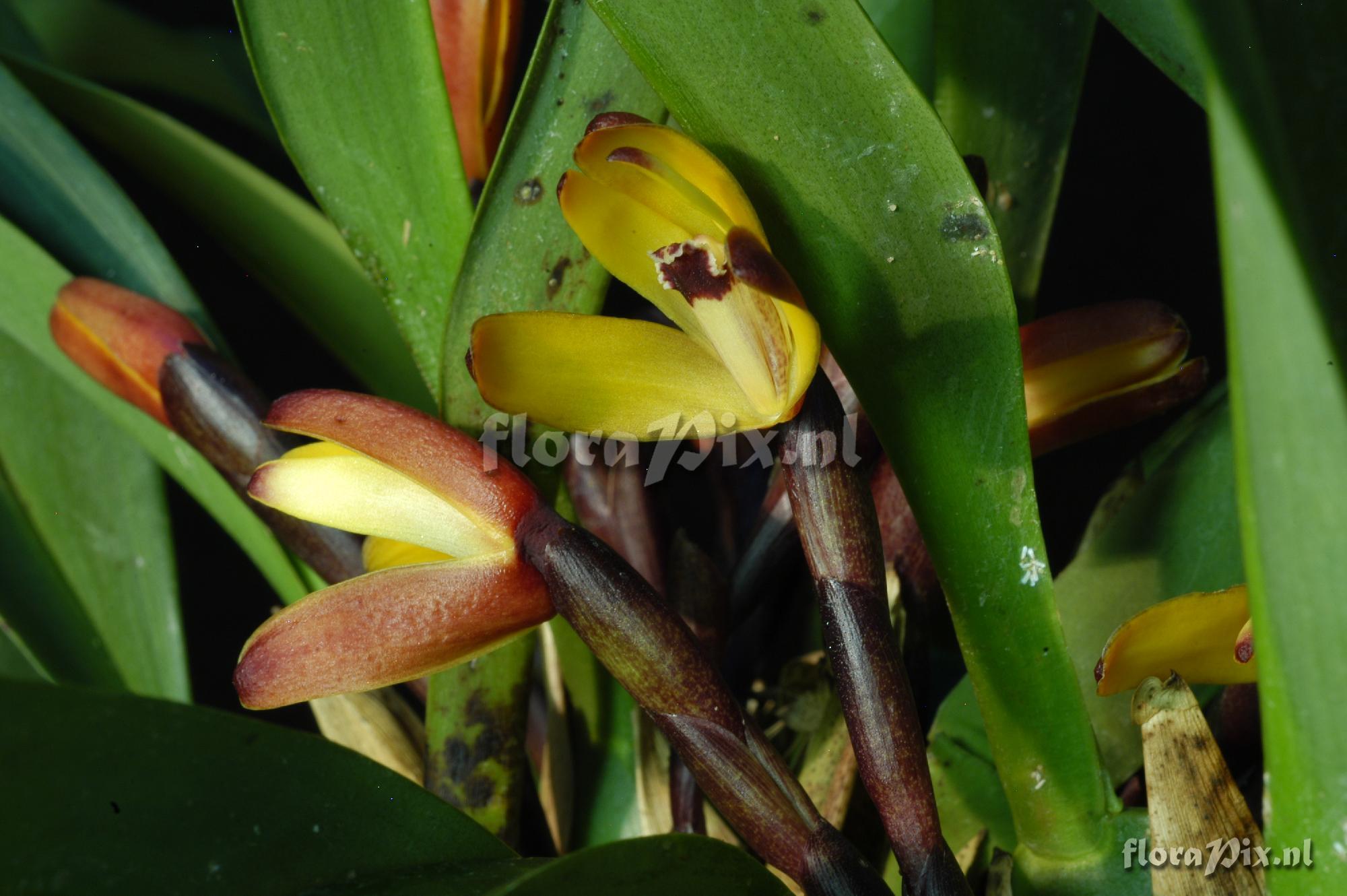 Maxillaria brunnea