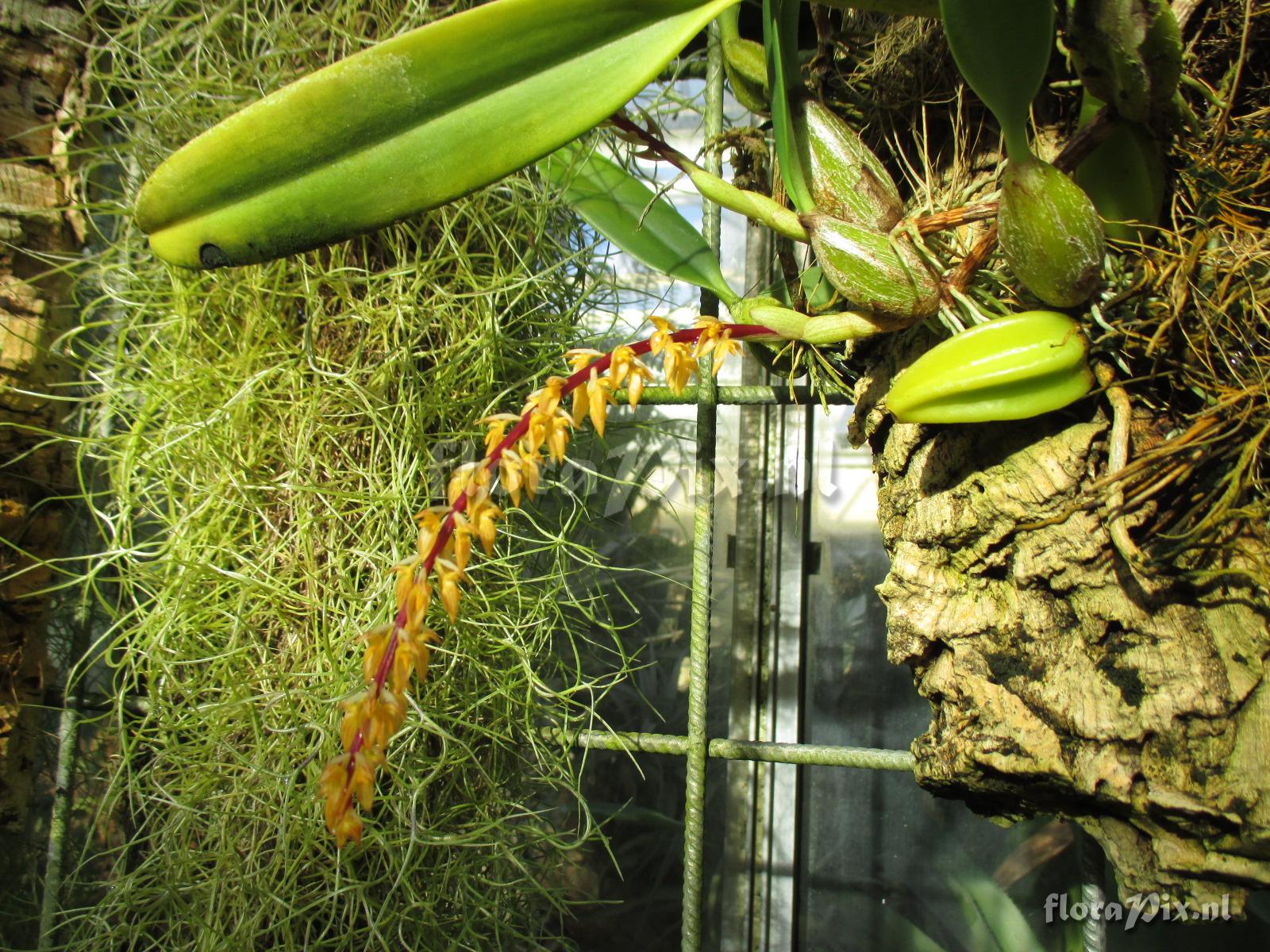 Bulbophyllum rufinum