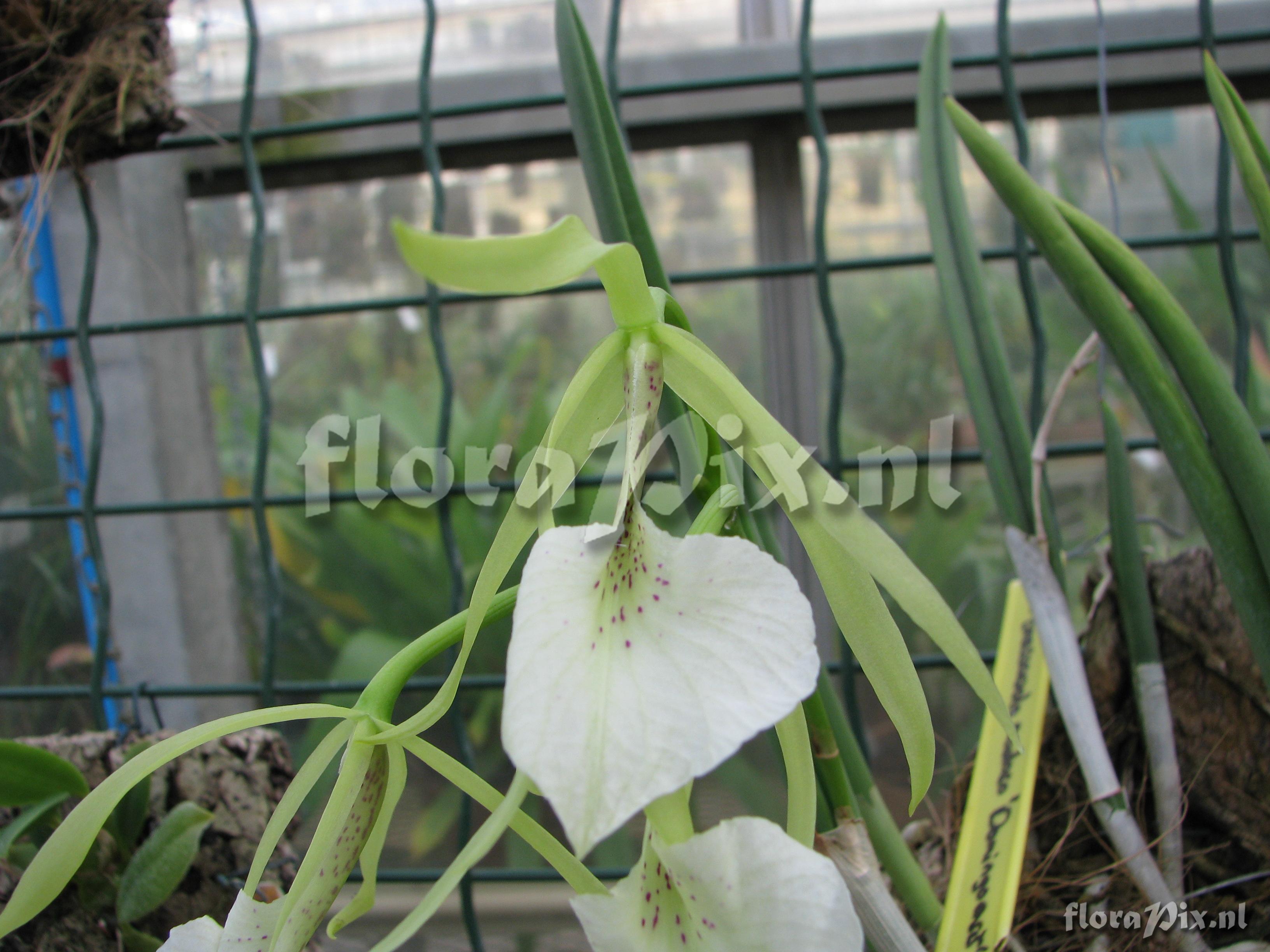 Brassavola nodosa 