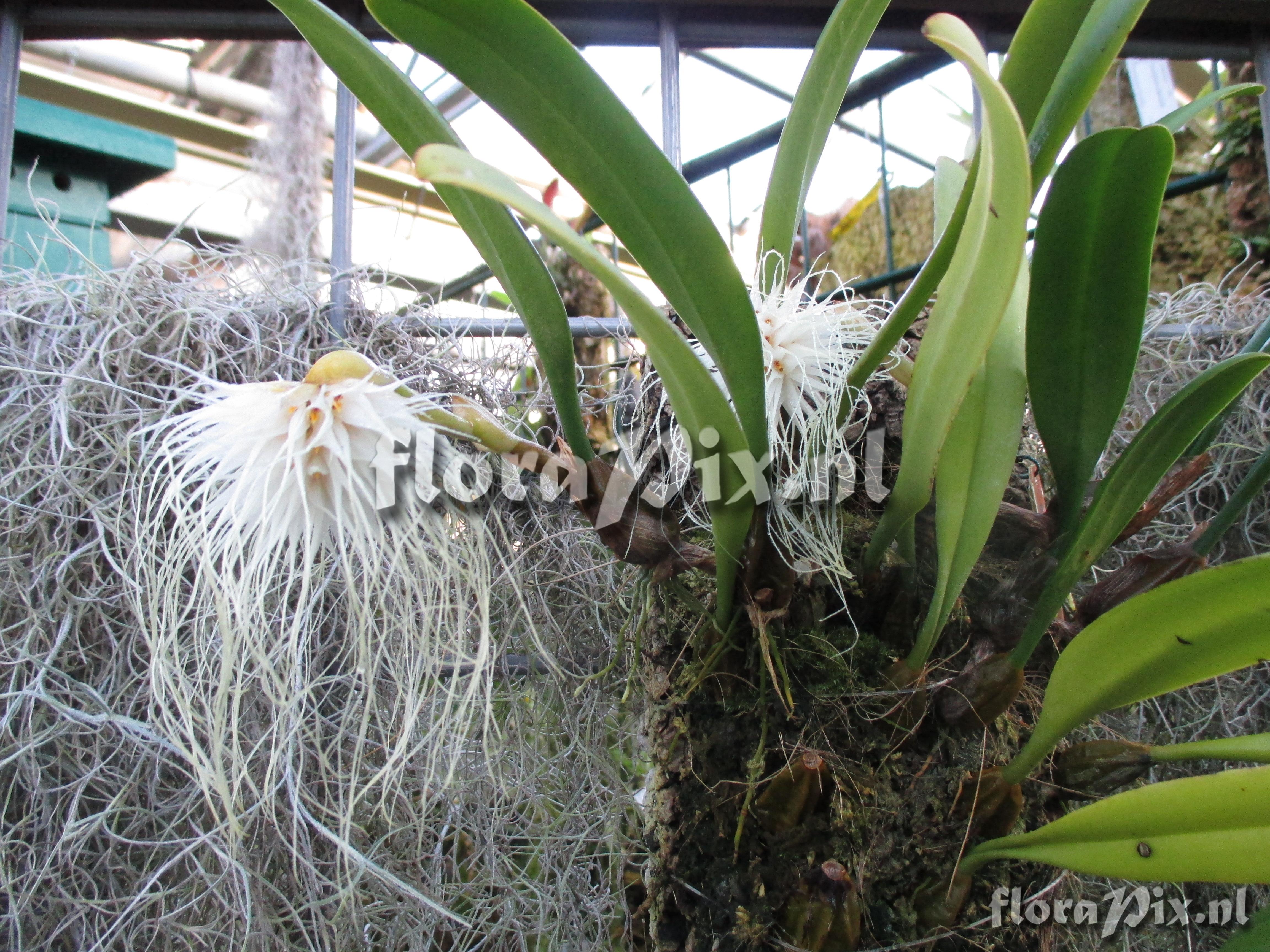 Bulbophyllum medusae