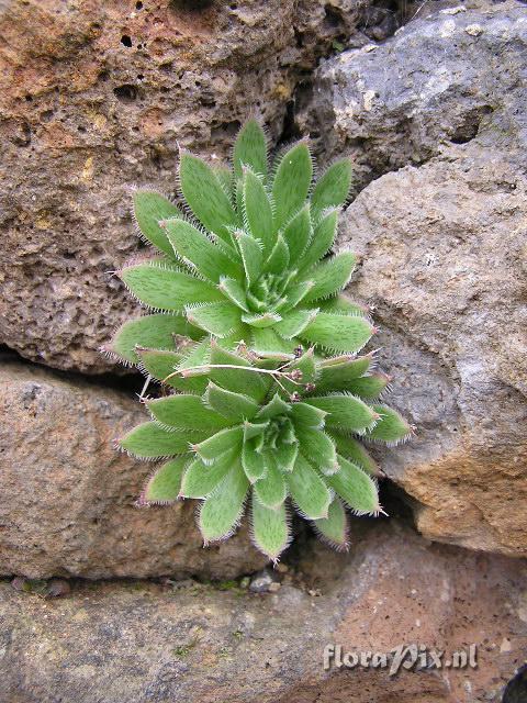 Aeonium simsii