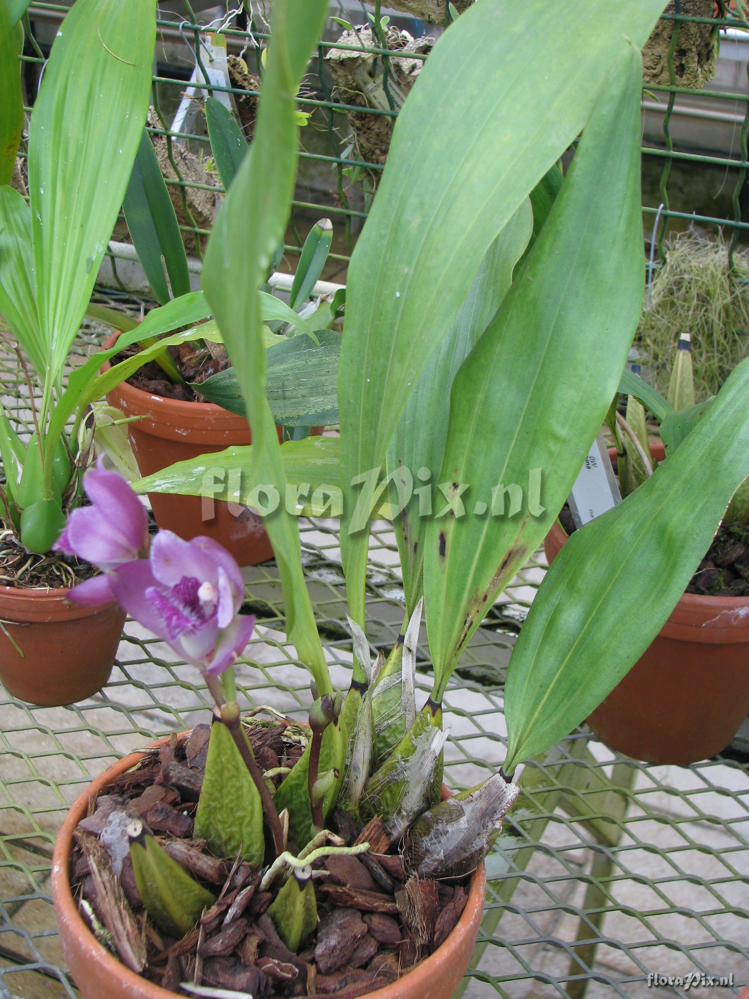 Bifrenaria tyrianthina