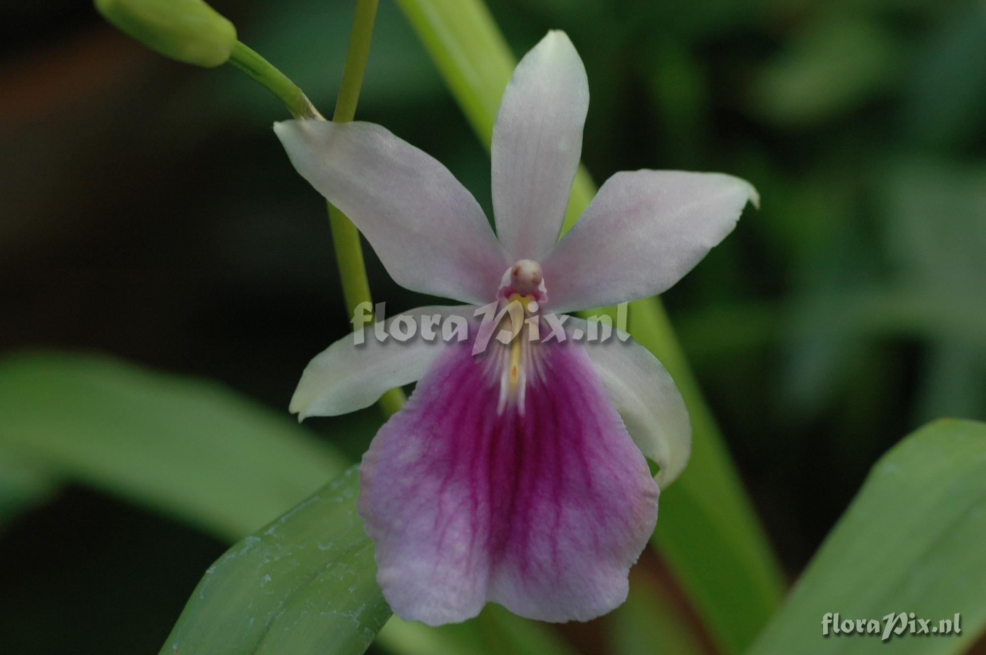 Miltonia regnellii