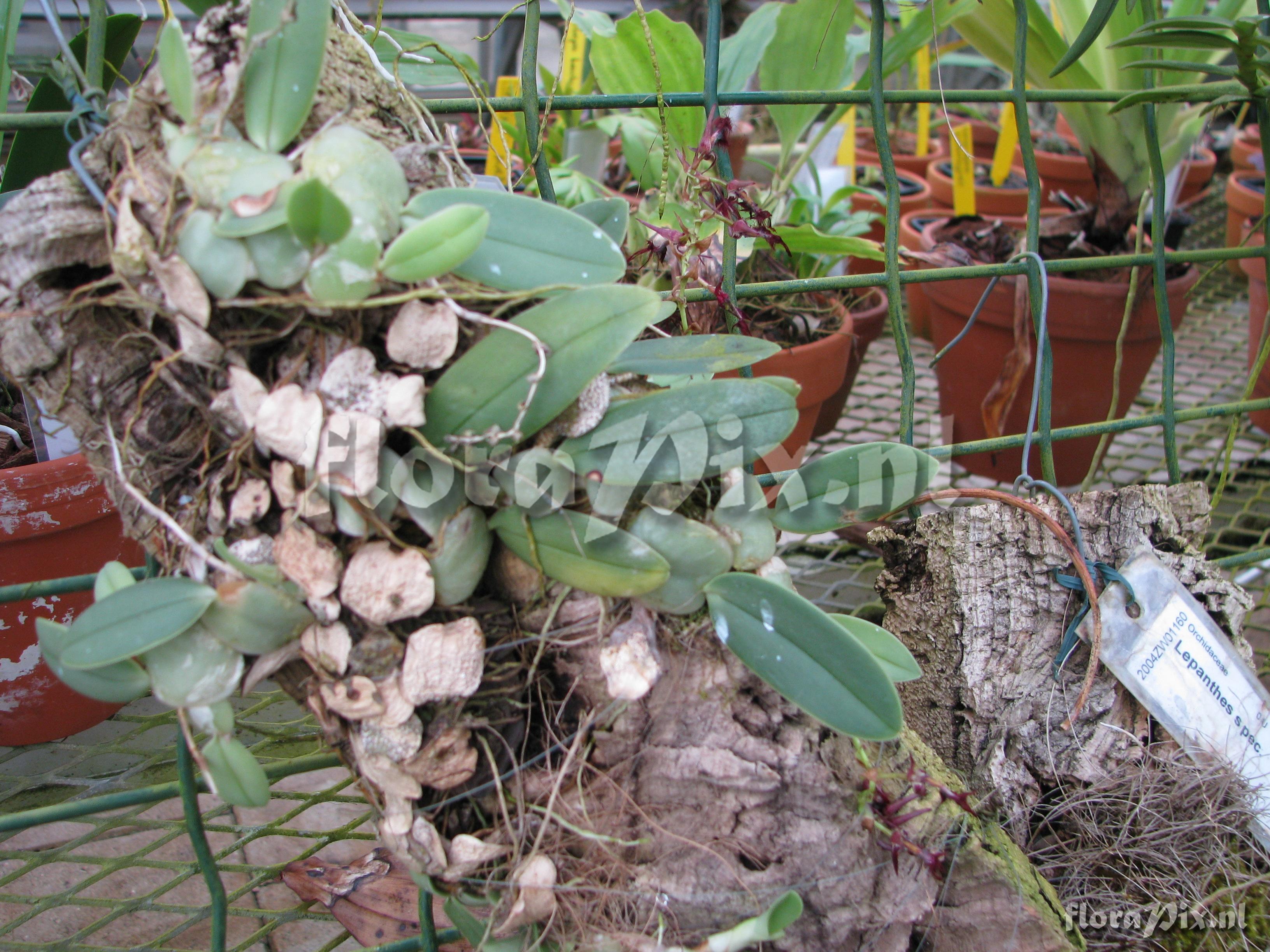 Bulbophyllum barbigerum