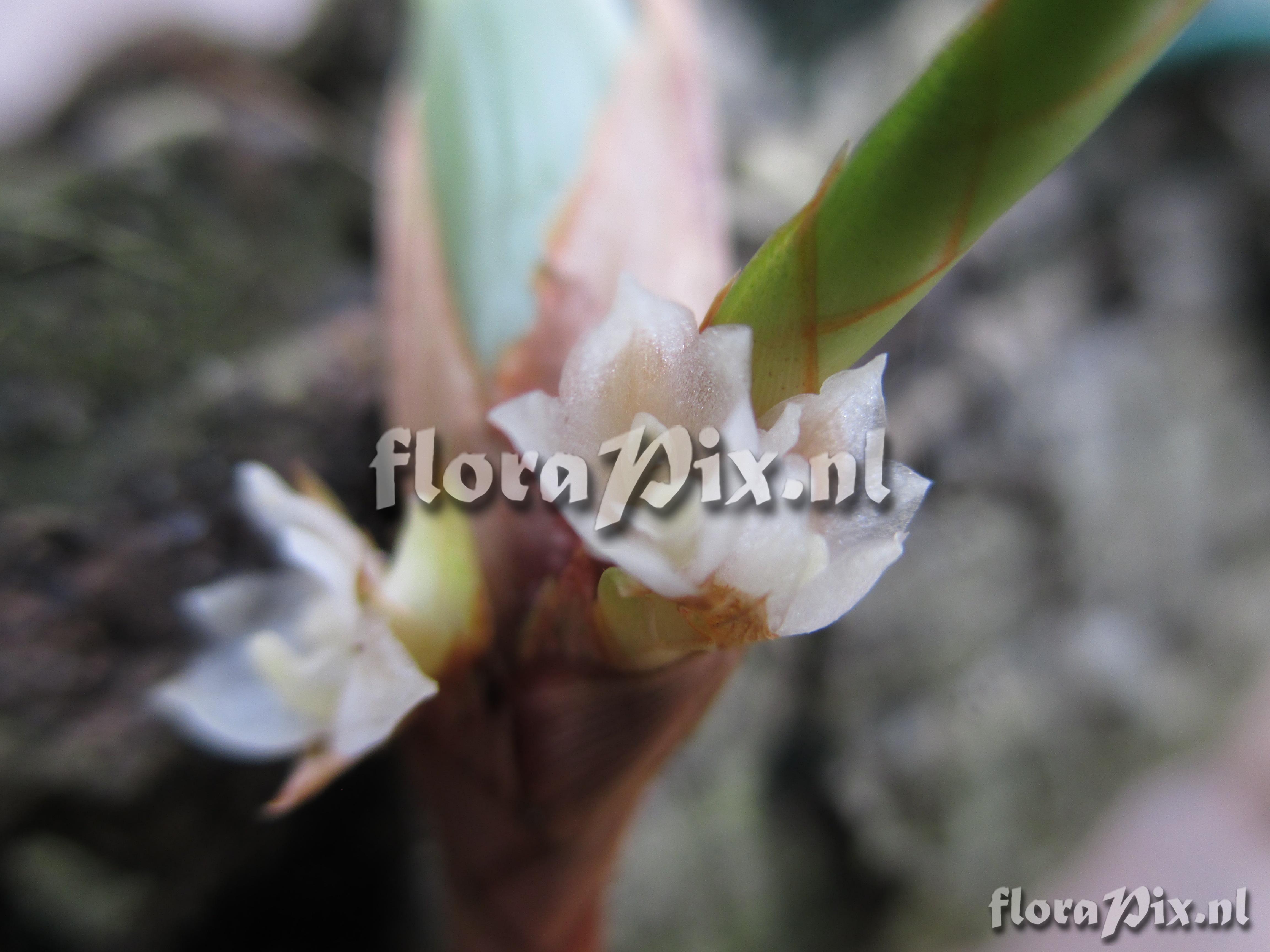 Maxillaria parviflora