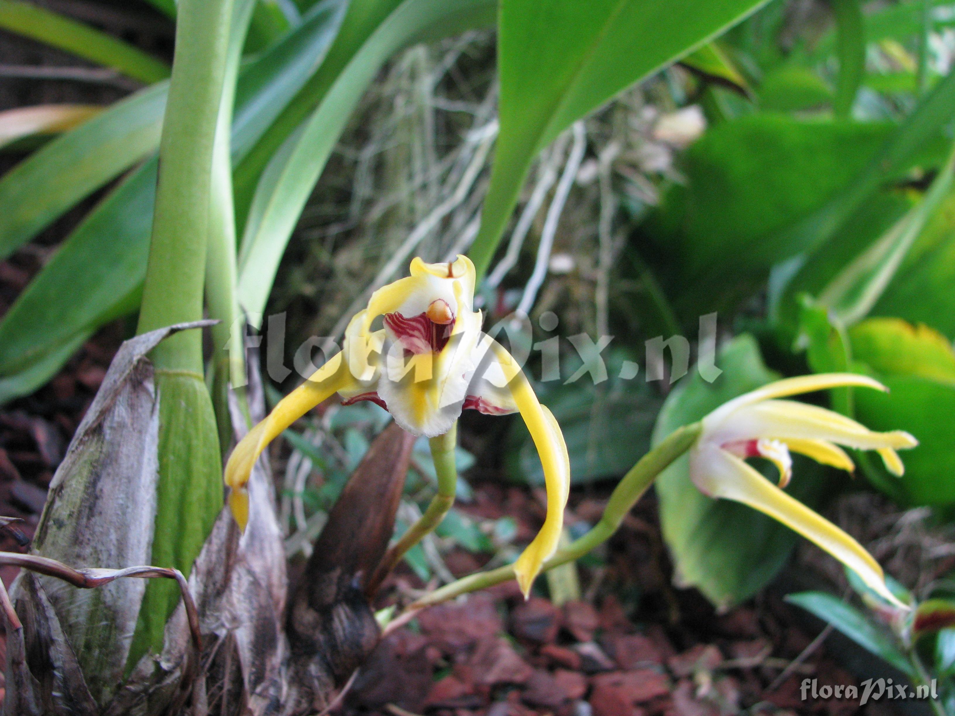 Maxillaria setigera