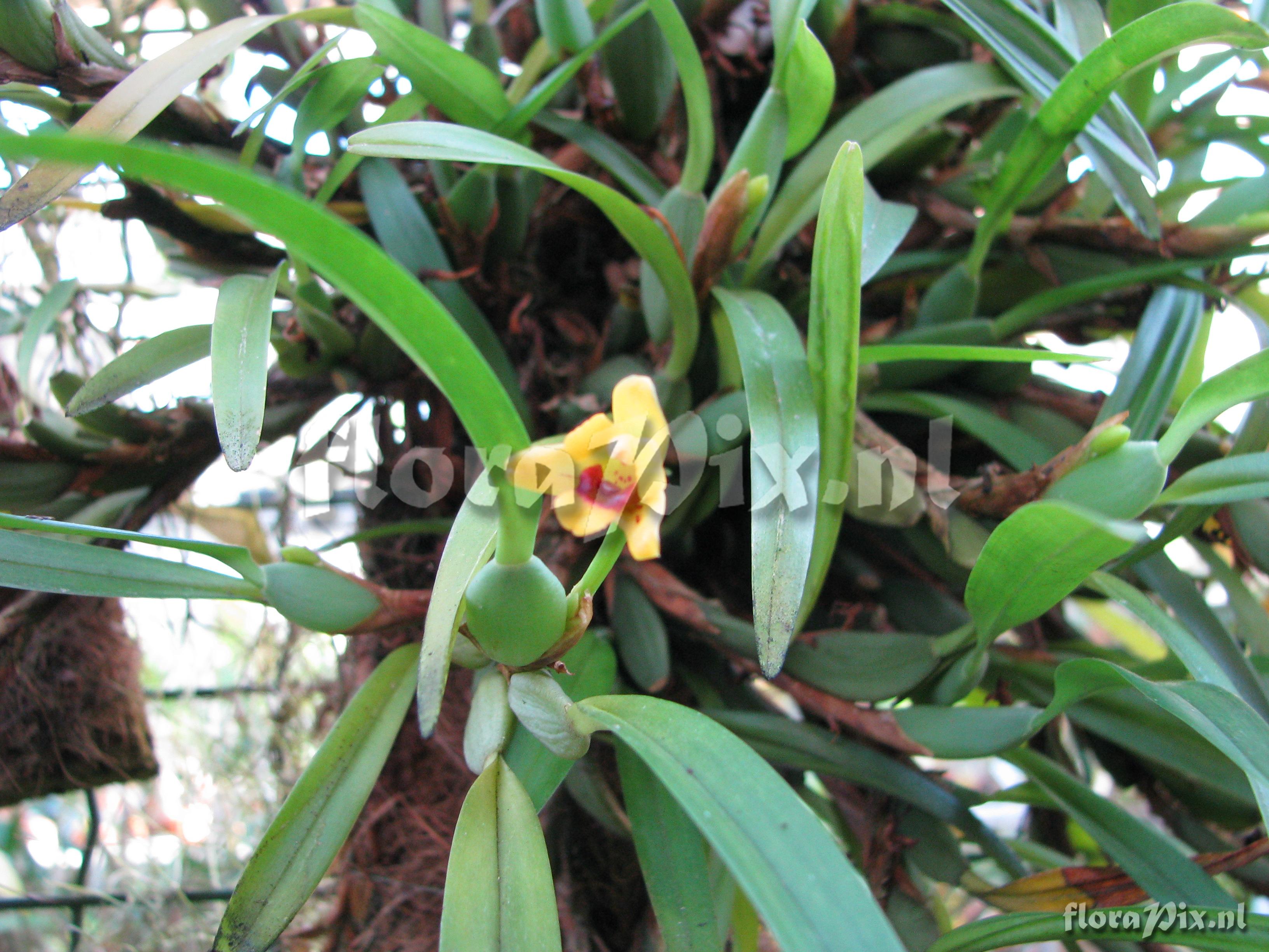 Maxillaria variabilis