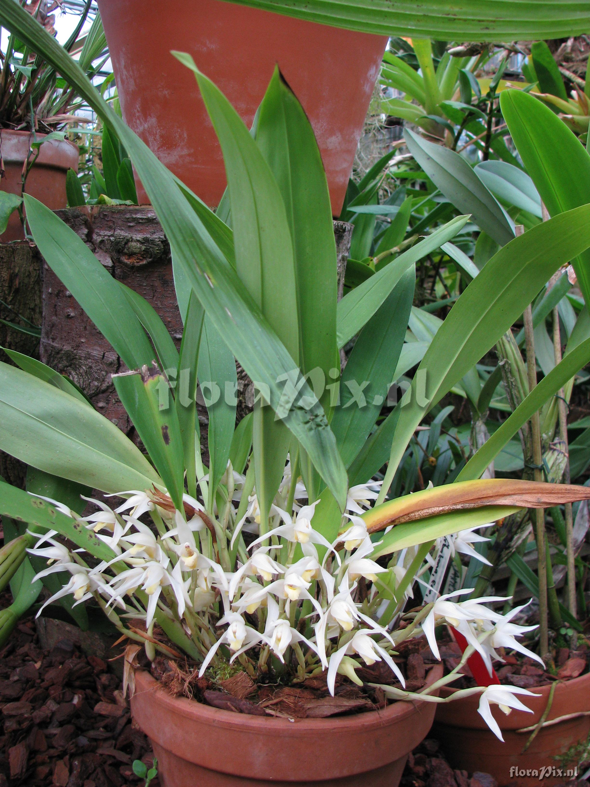 Maxillaria albiflora