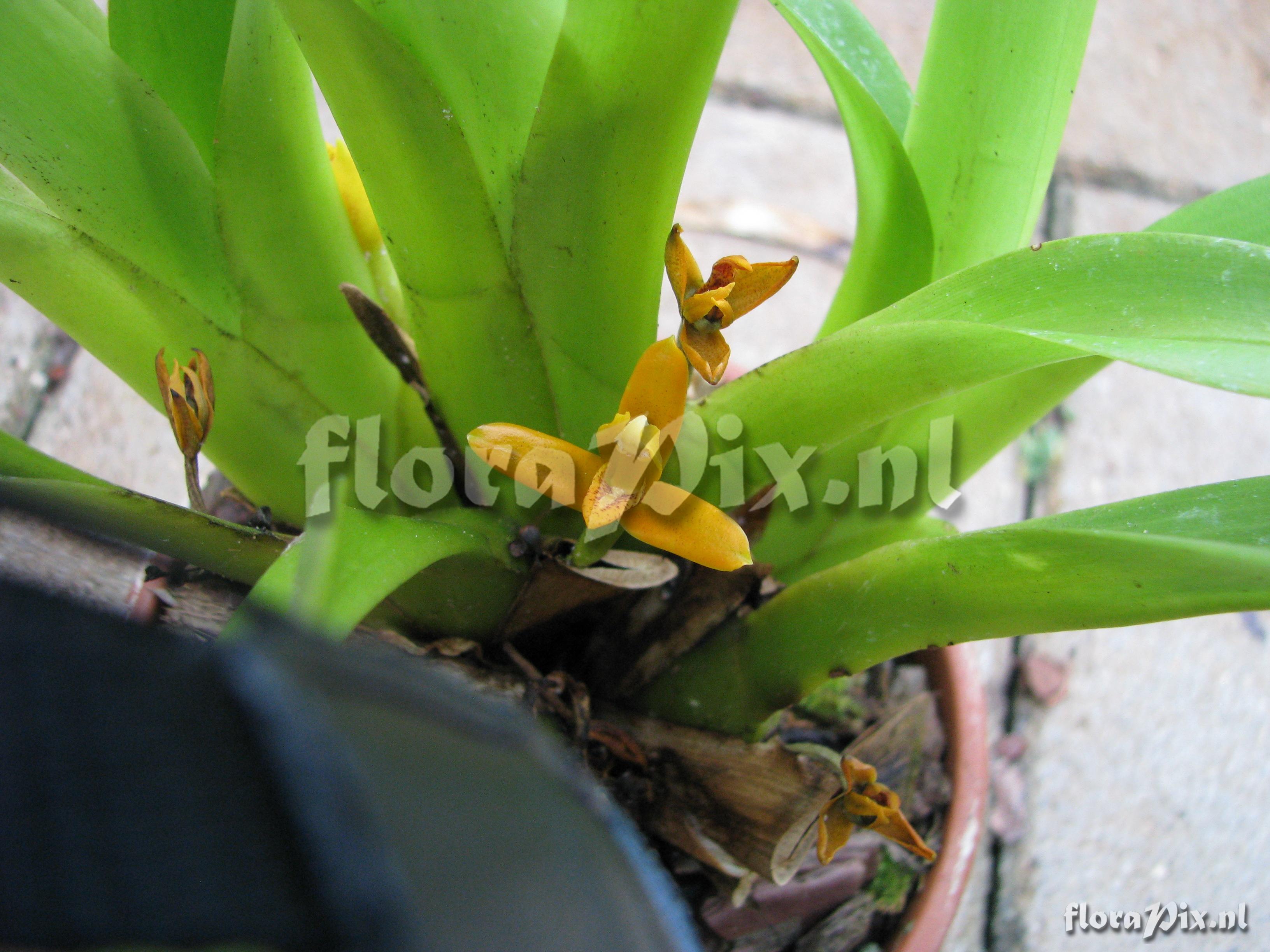 Maxillaria discolor