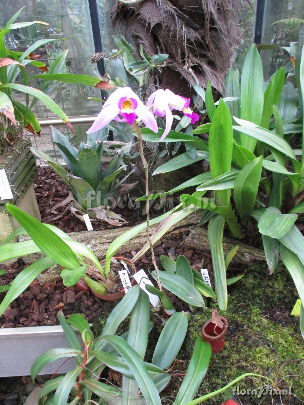 Laelia anceps