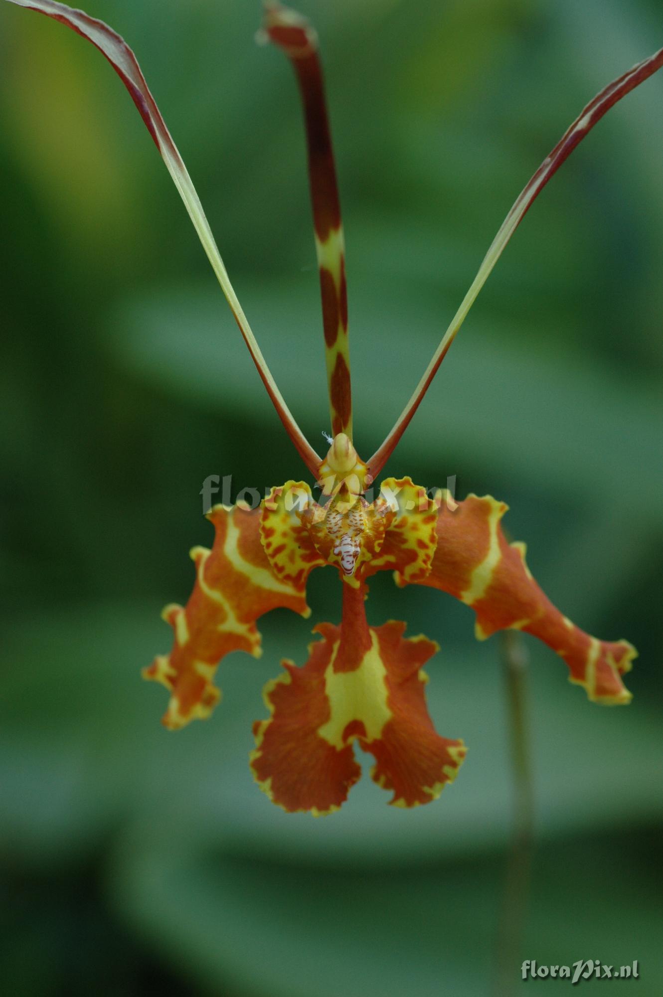 Psychopsis papilio