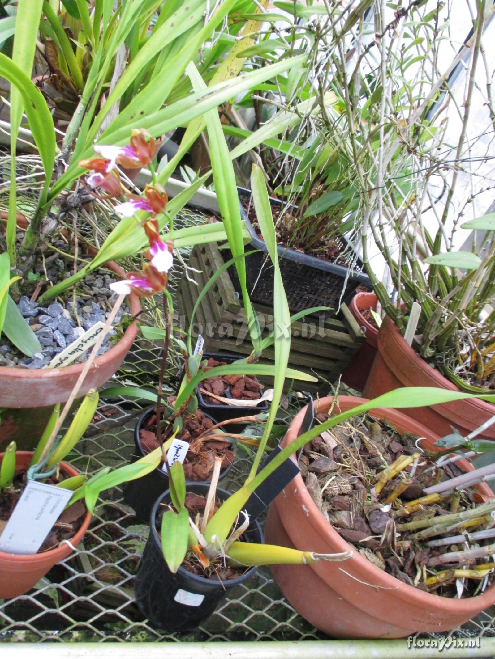 Miltonia russelliana