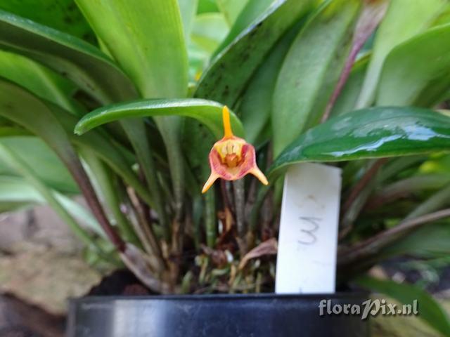 Masdevallia foeda