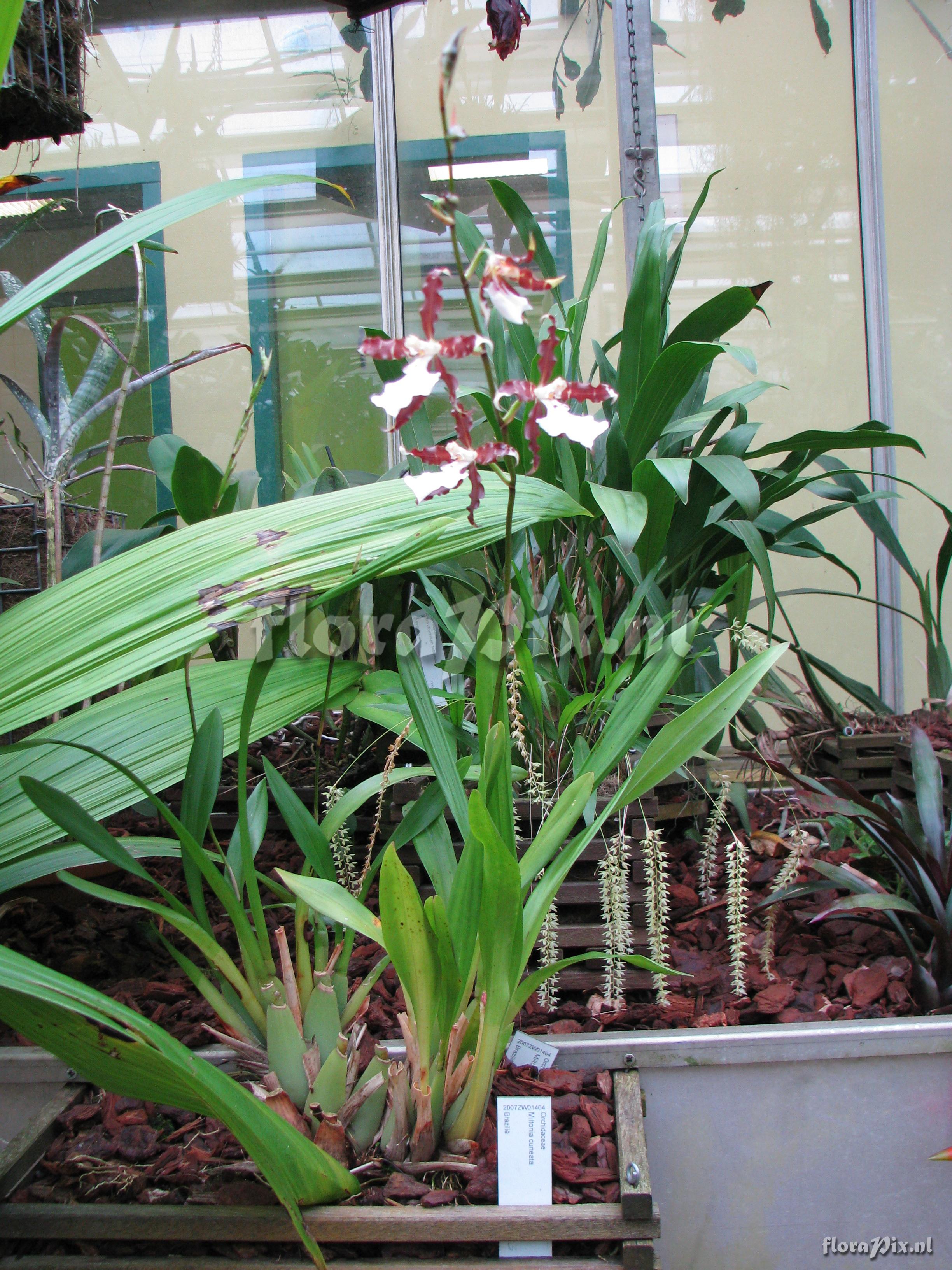 Miltonia cuneata