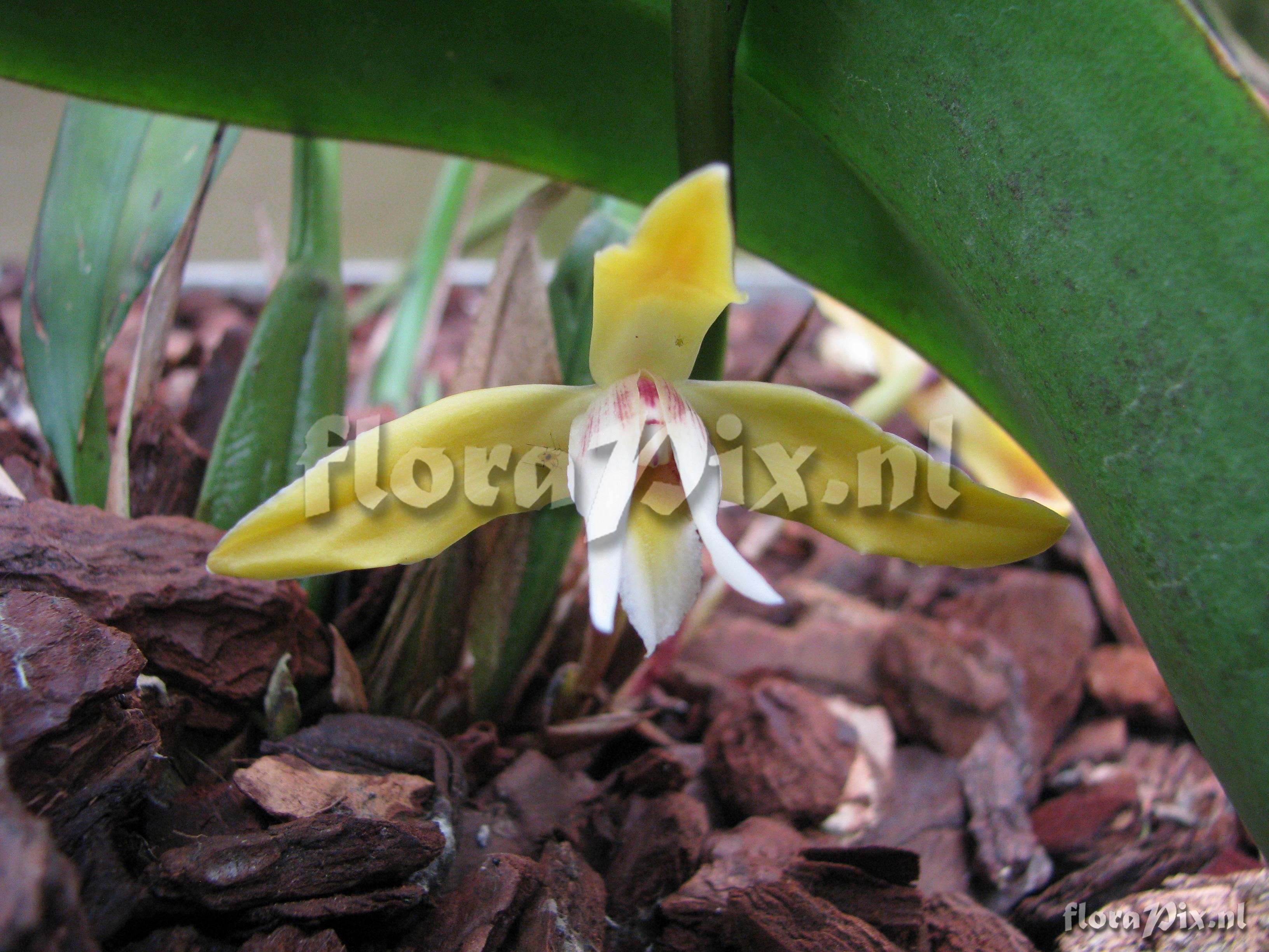 Maxillaria parkeri