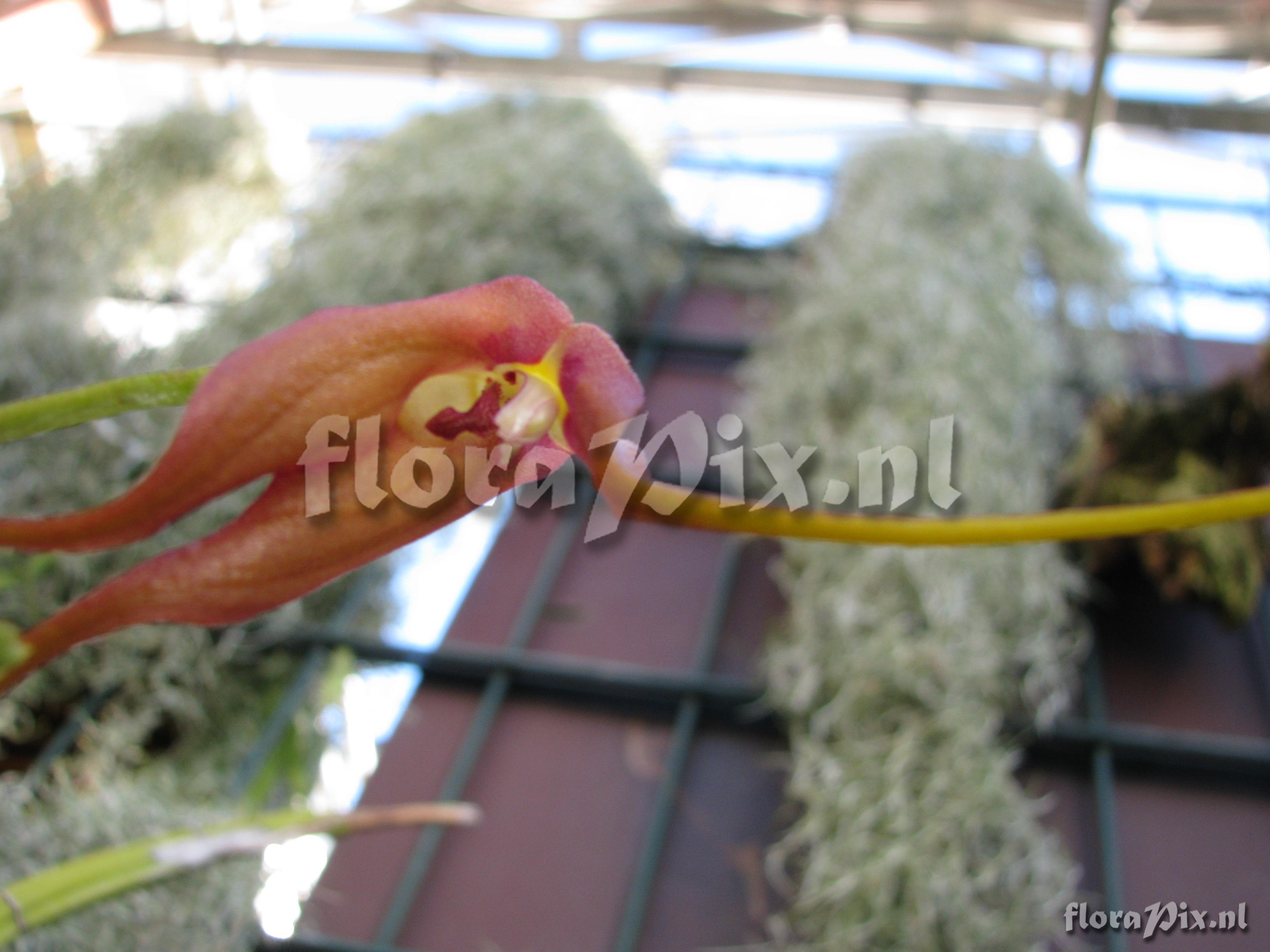 Masdevallia instar