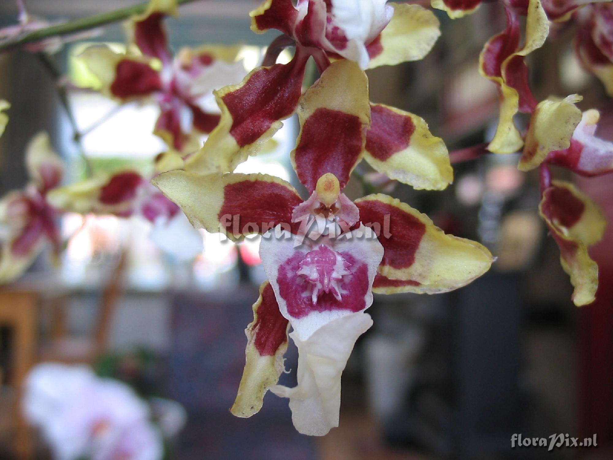 Cultivar Oncidium Sharry Baby 