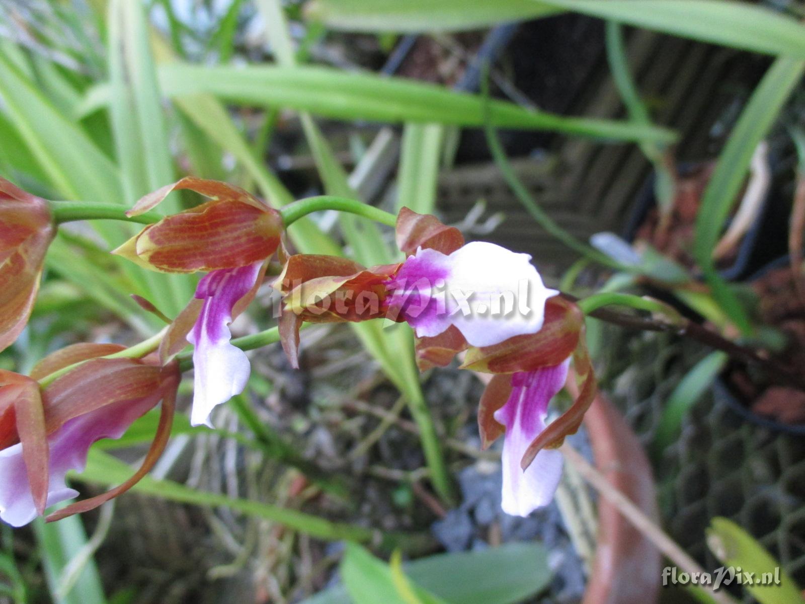 Miltonia russelliana