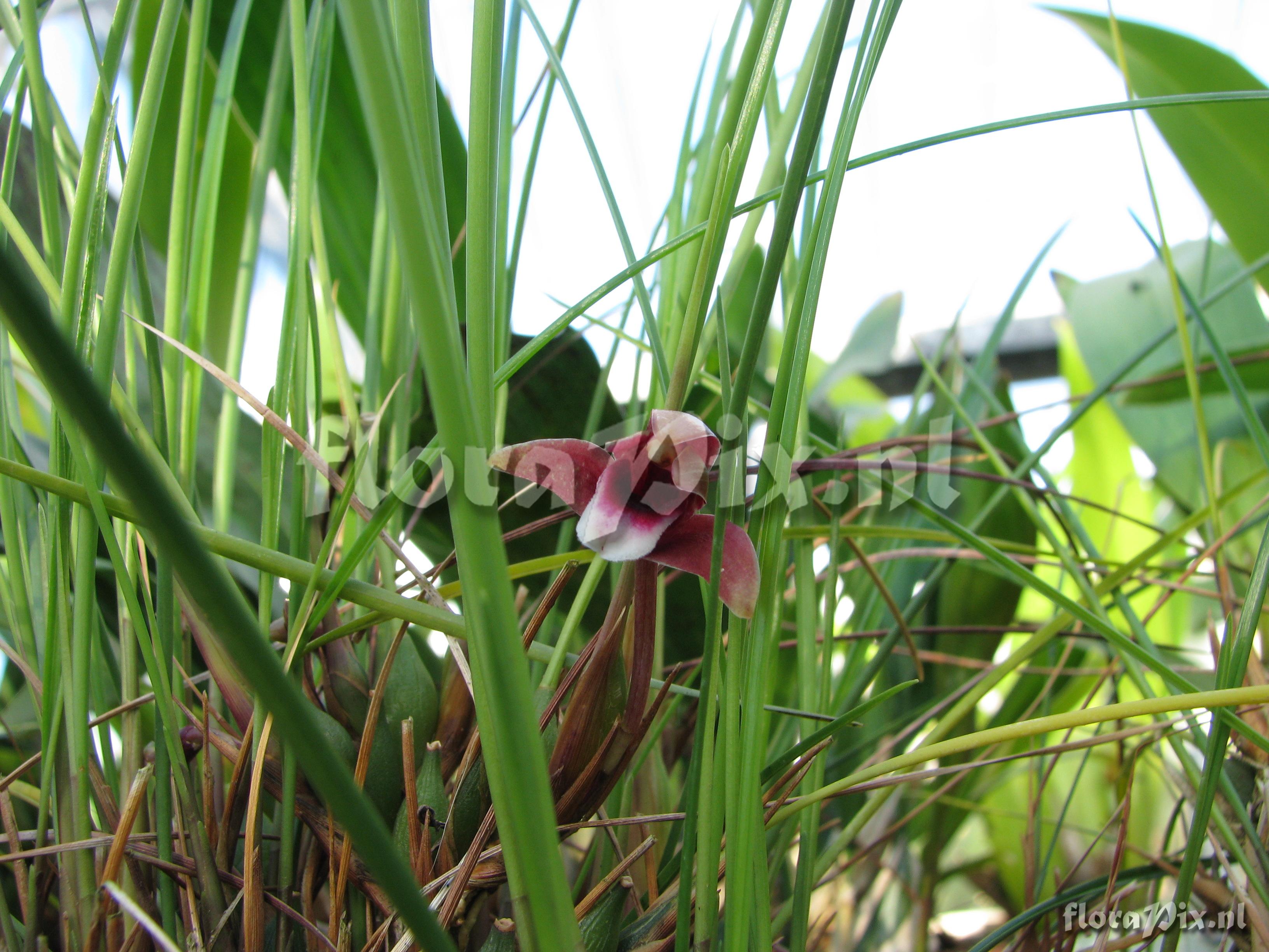 Maxillaria sanguinea