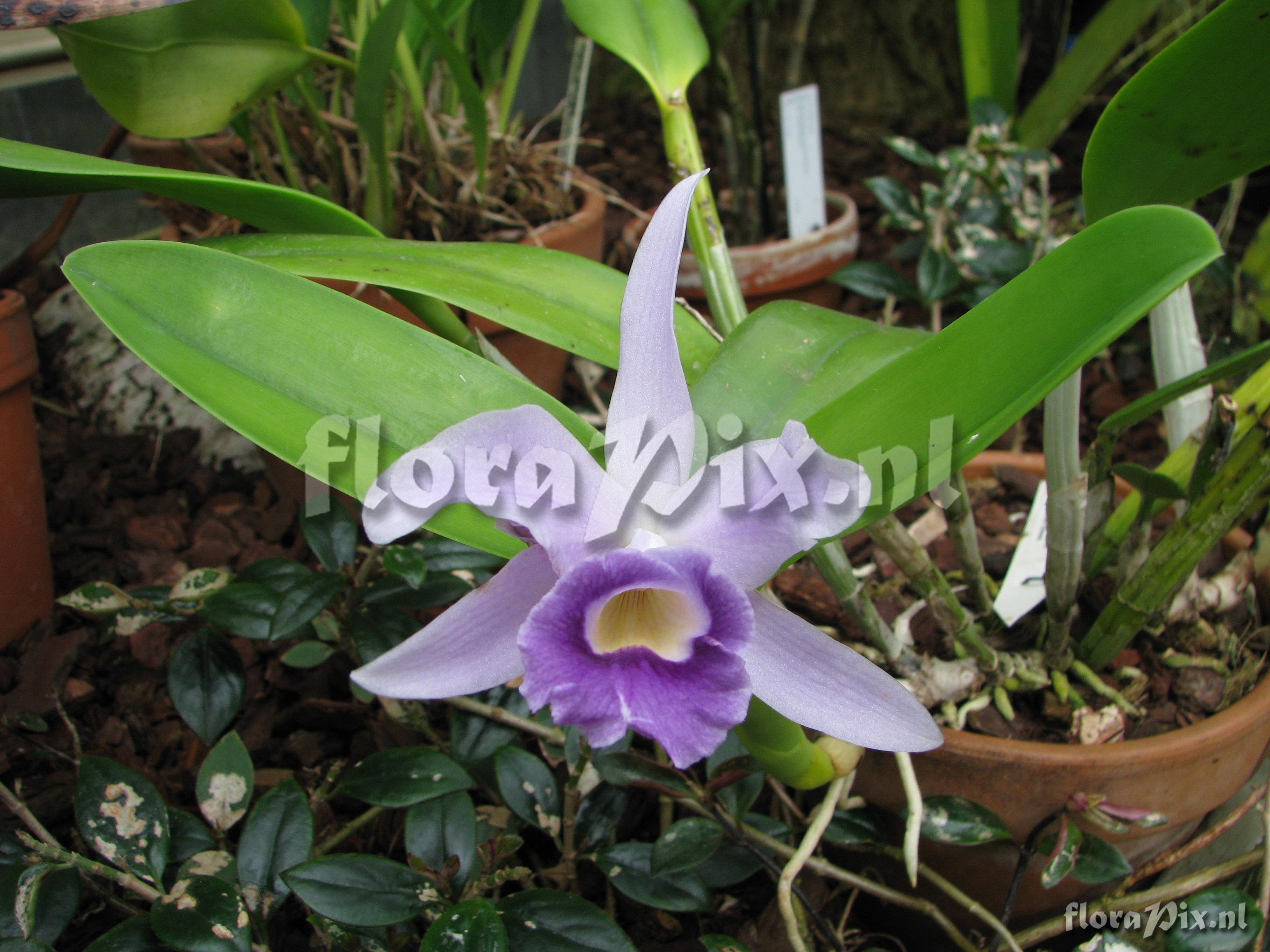 Laelia pumila coerulea.JPG