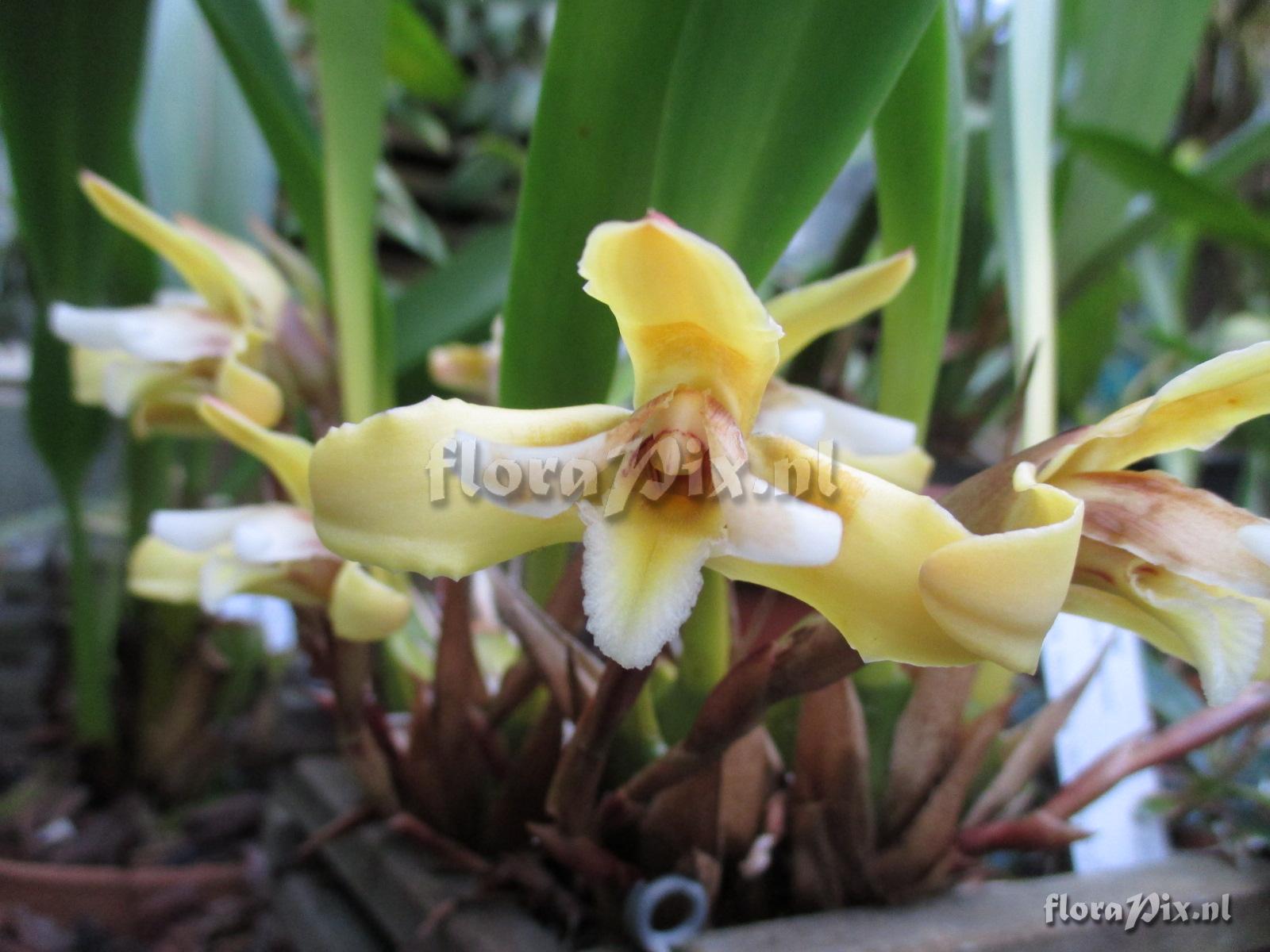 Maxillaria parkeri