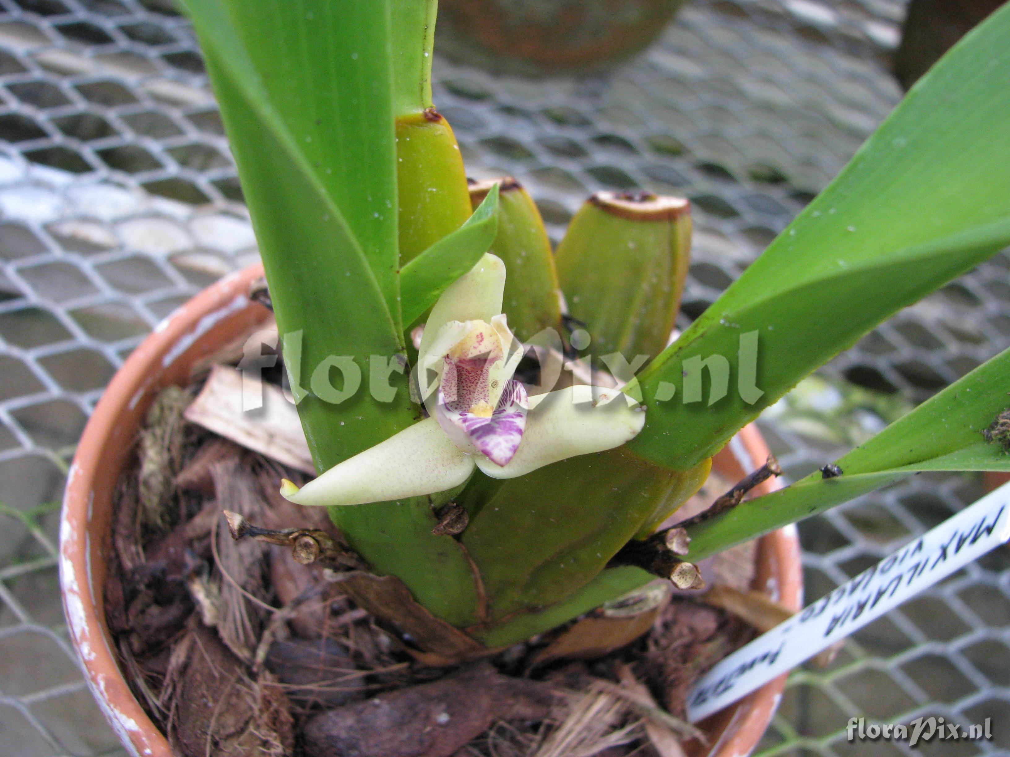 Maxillaria violaceo-punctata