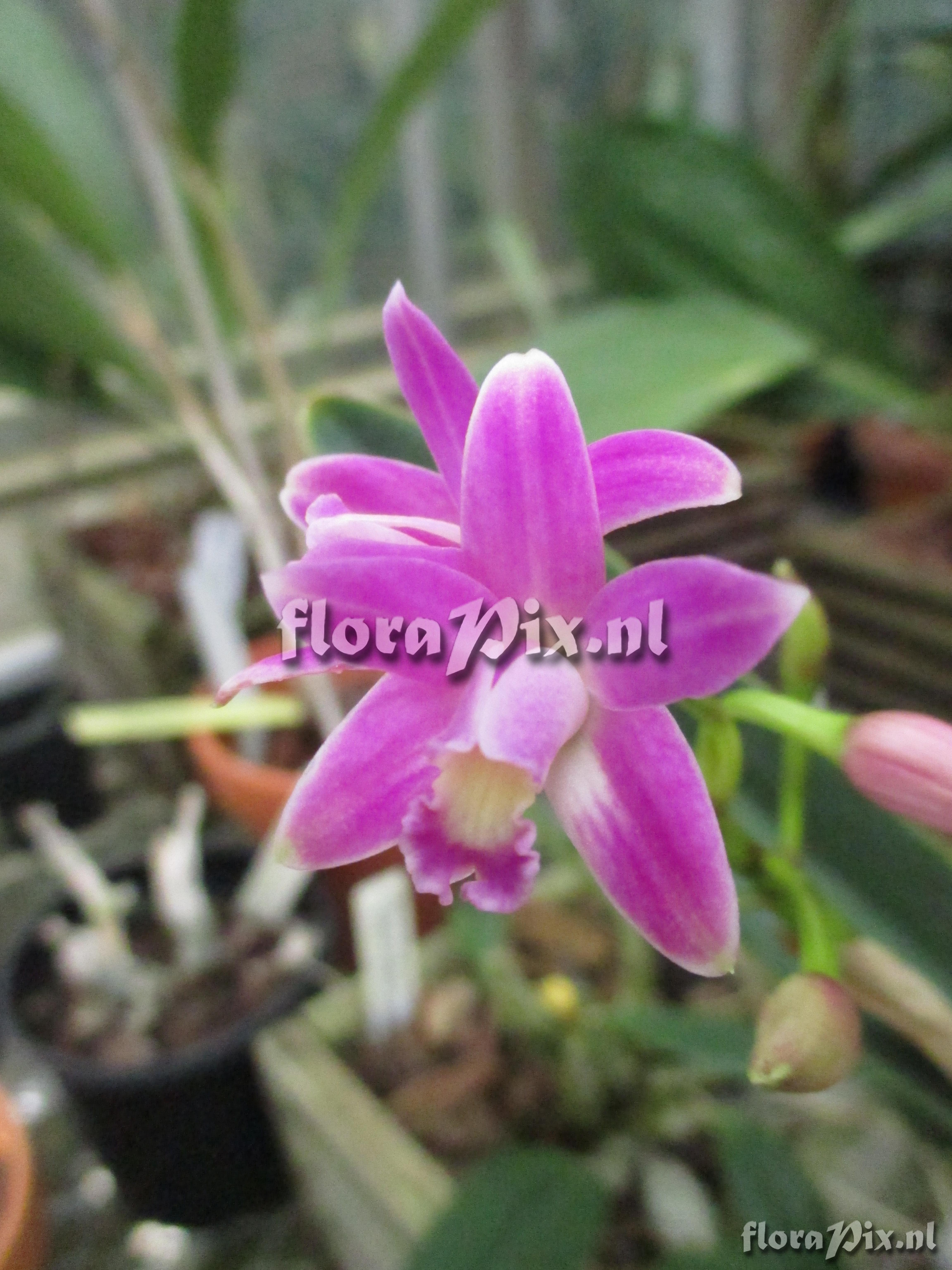 Laelia purpurata