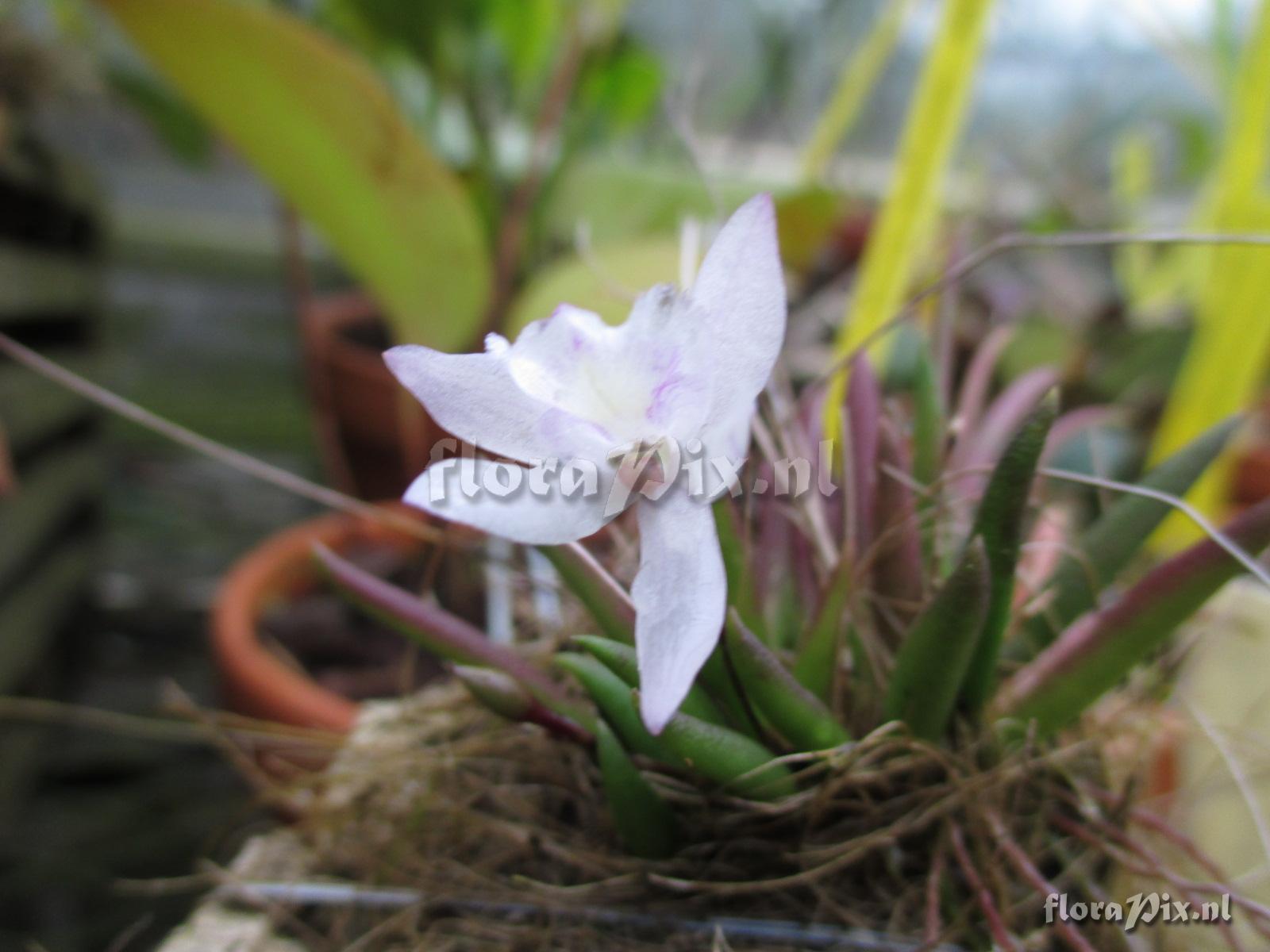 Leptotes tenuis