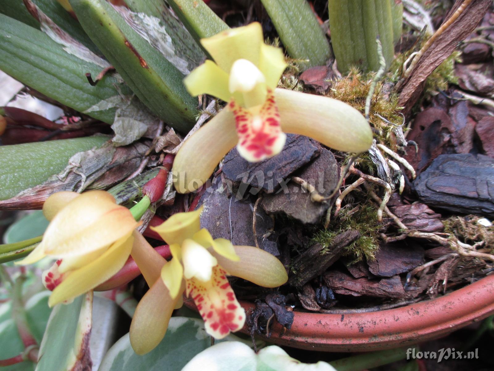 Maxillaria rufescens