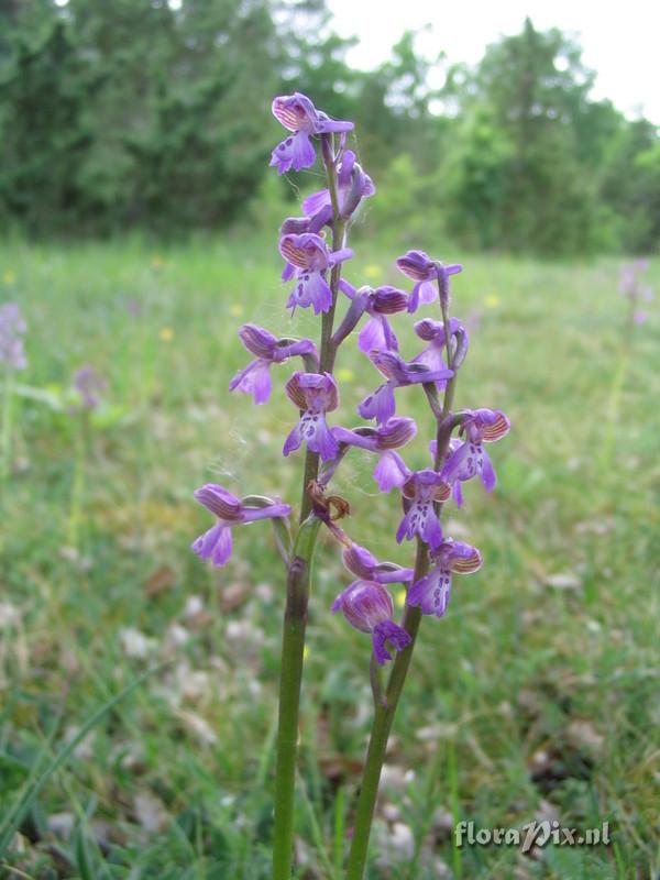 Orchis morio