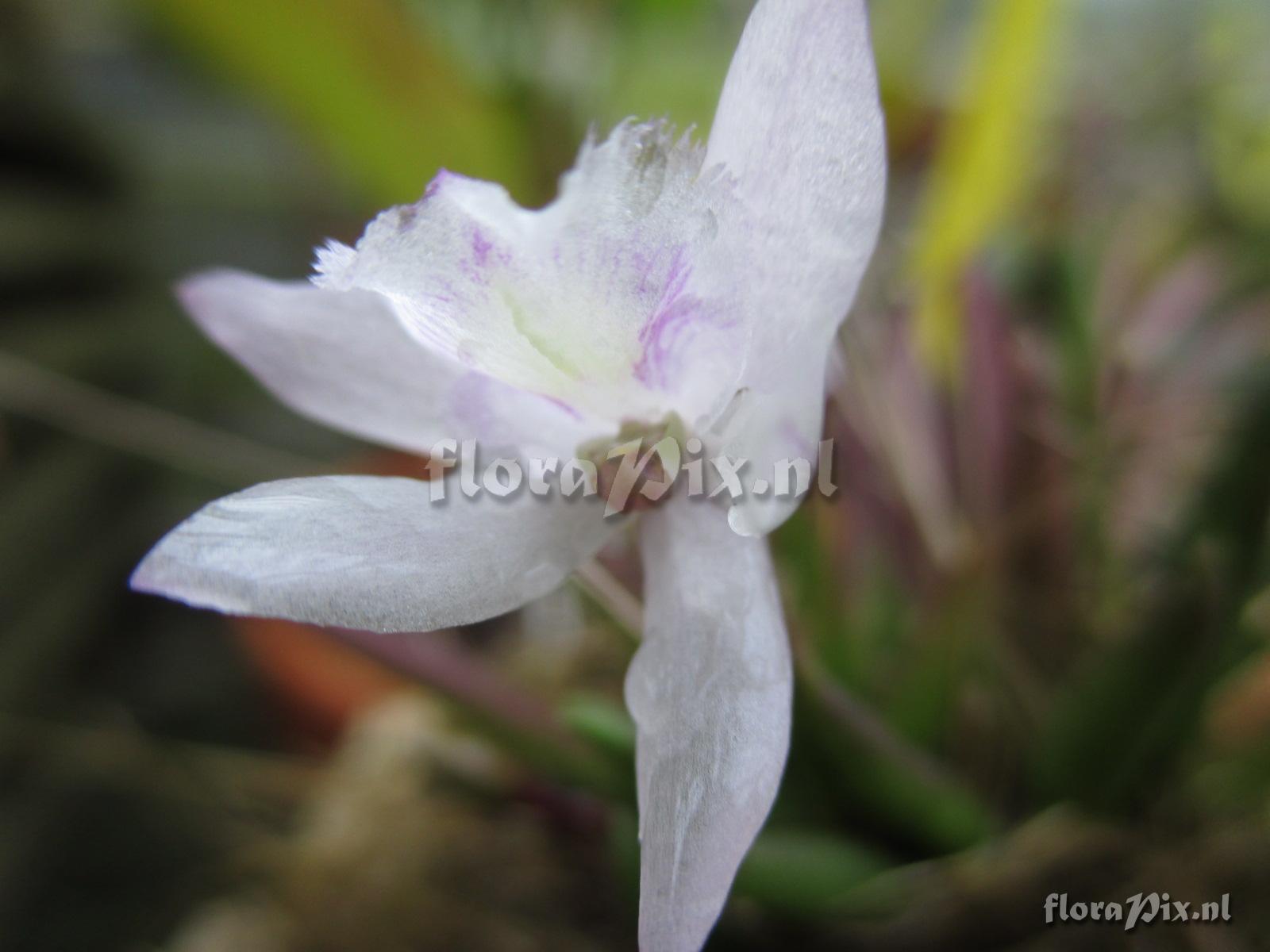 Leptotes tenuis