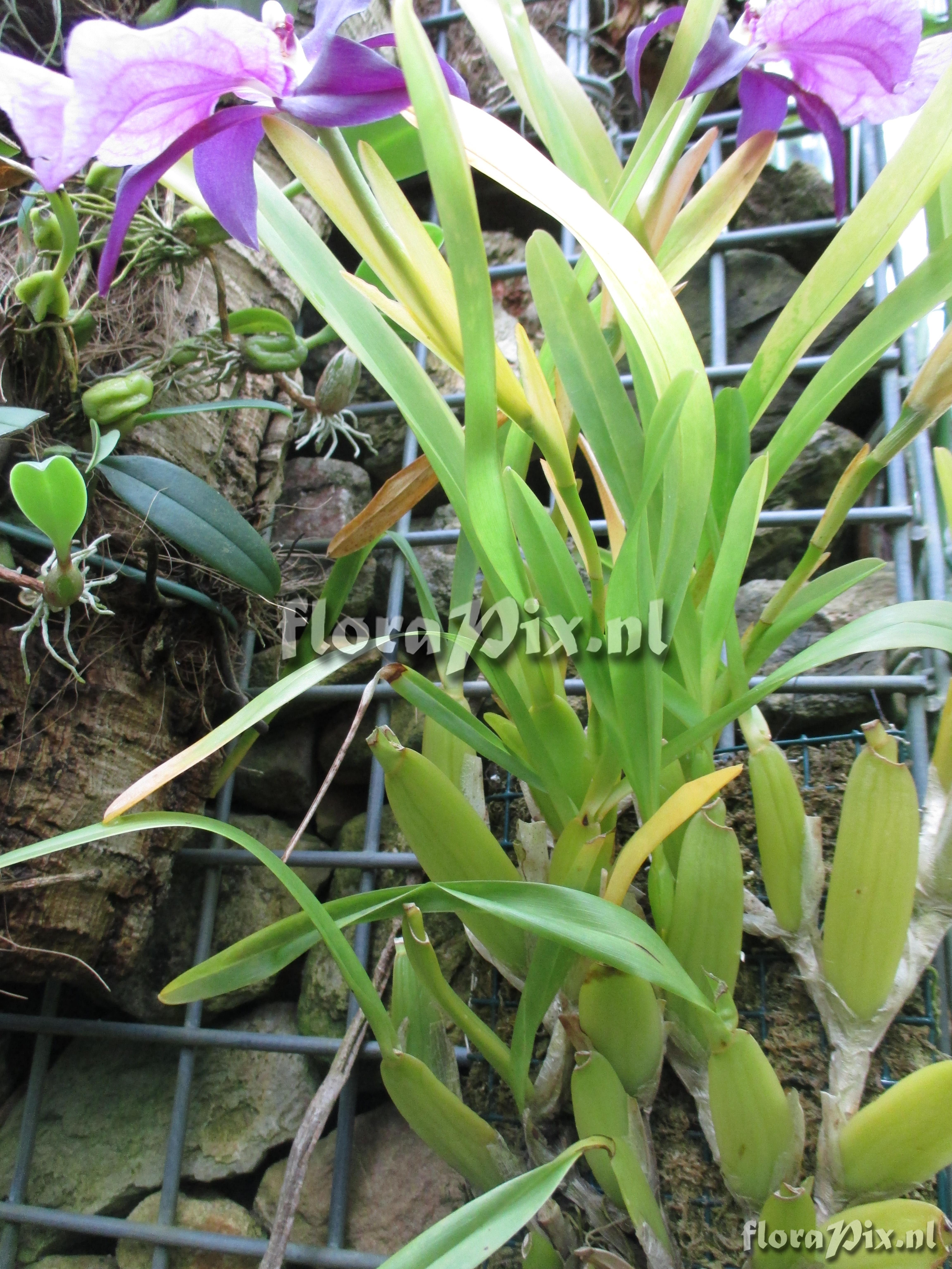 Miltonia spectabile moreliana