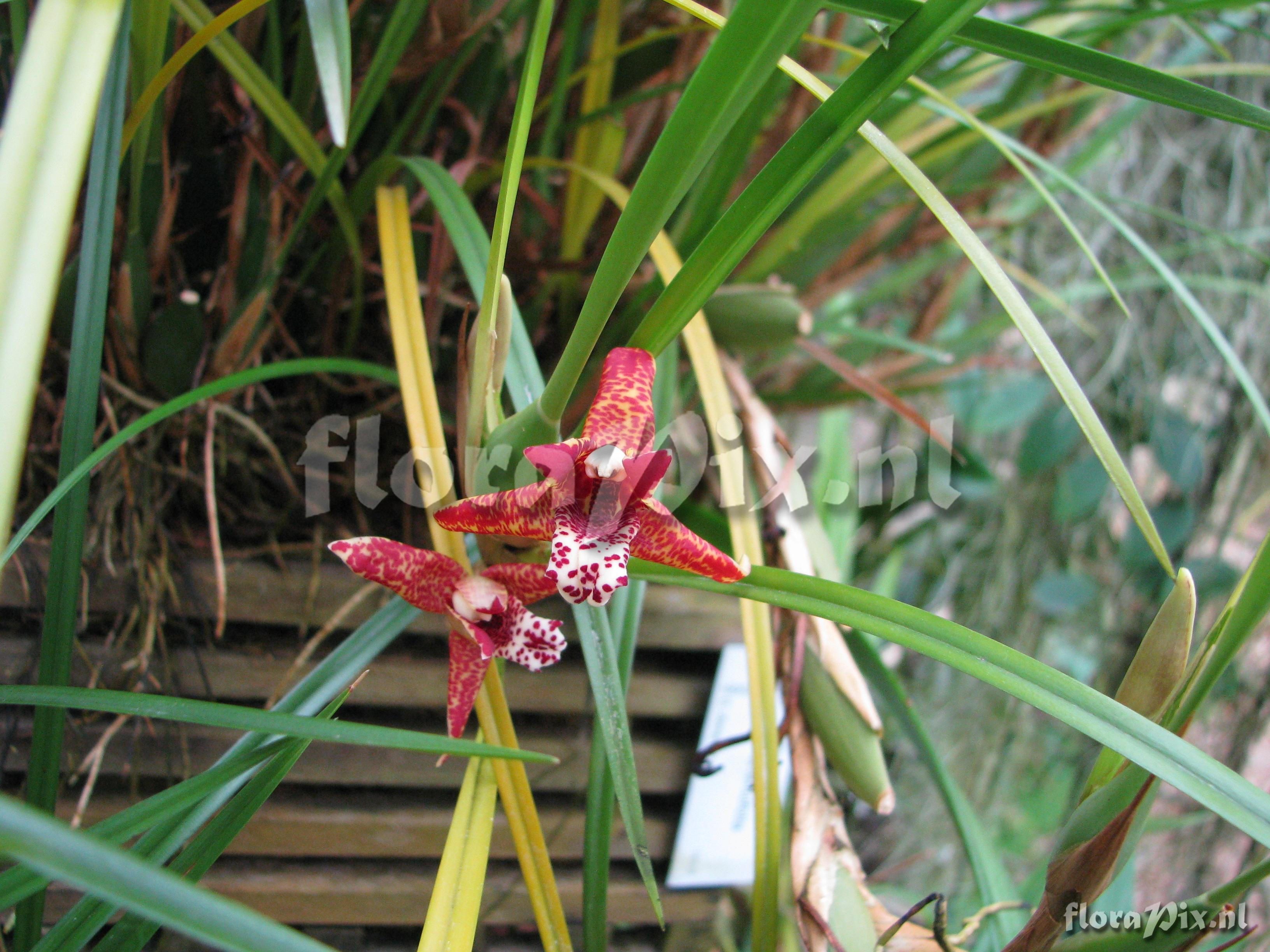 Maxillaria tenuifolia