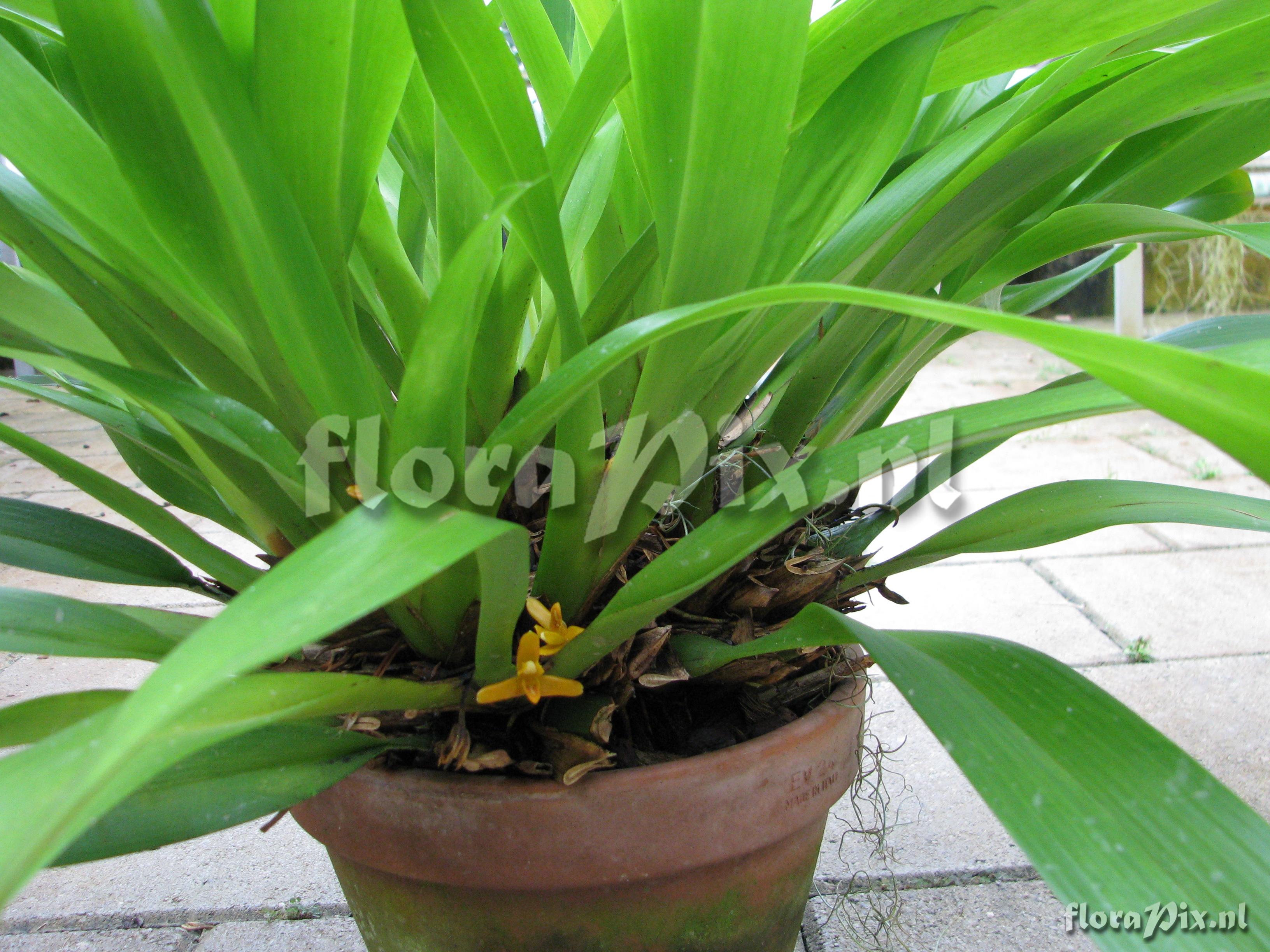 Maxillaria discolor ZW11736 E