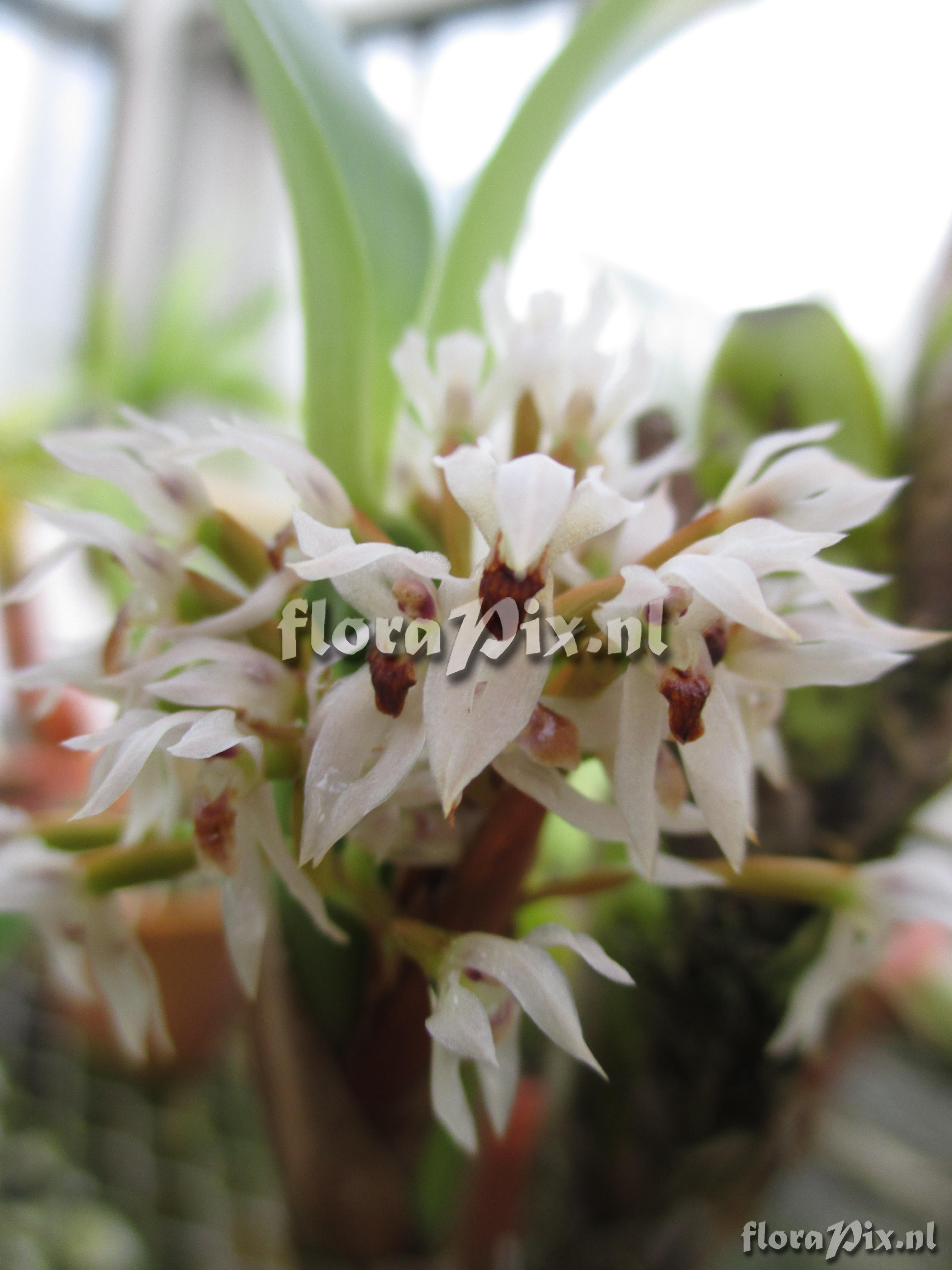 Maxillaria densa 