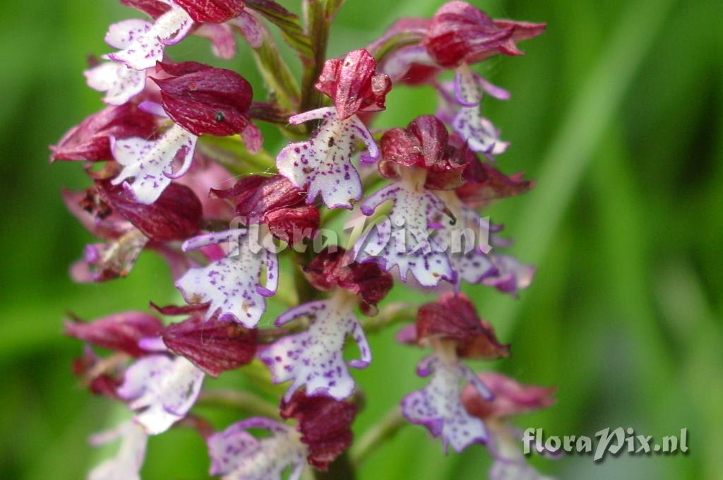 Orchis purpurea