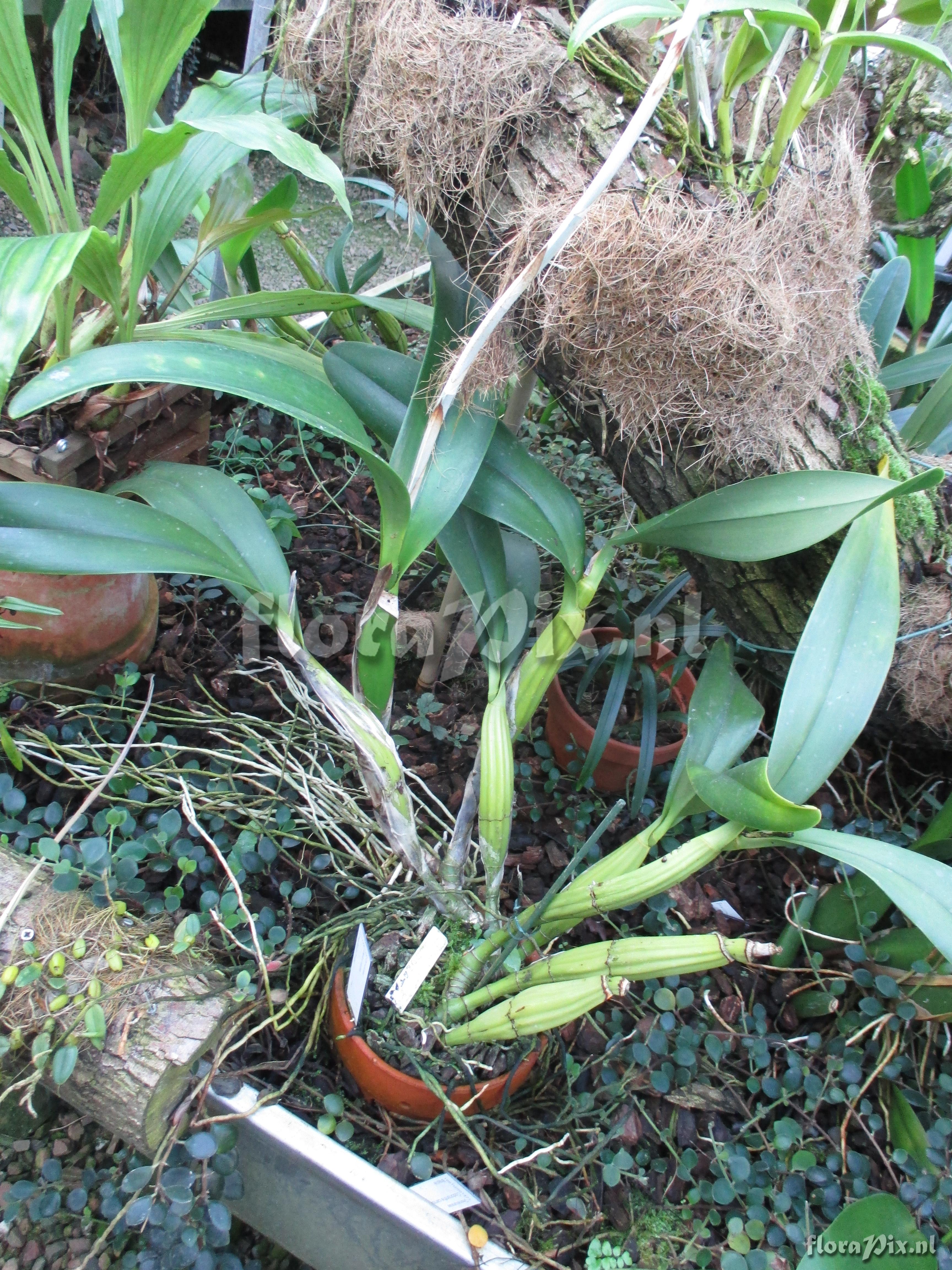 Laelia undulata