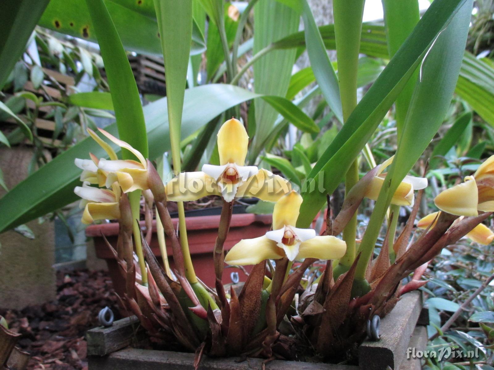 Maxillaria parkeri