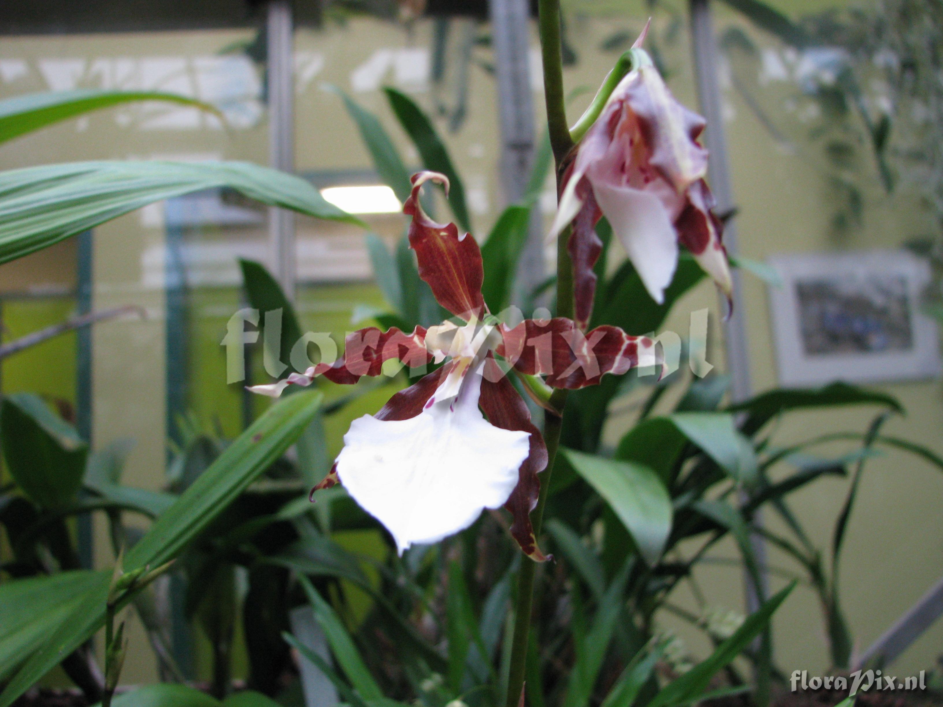 Miltonia cuneata