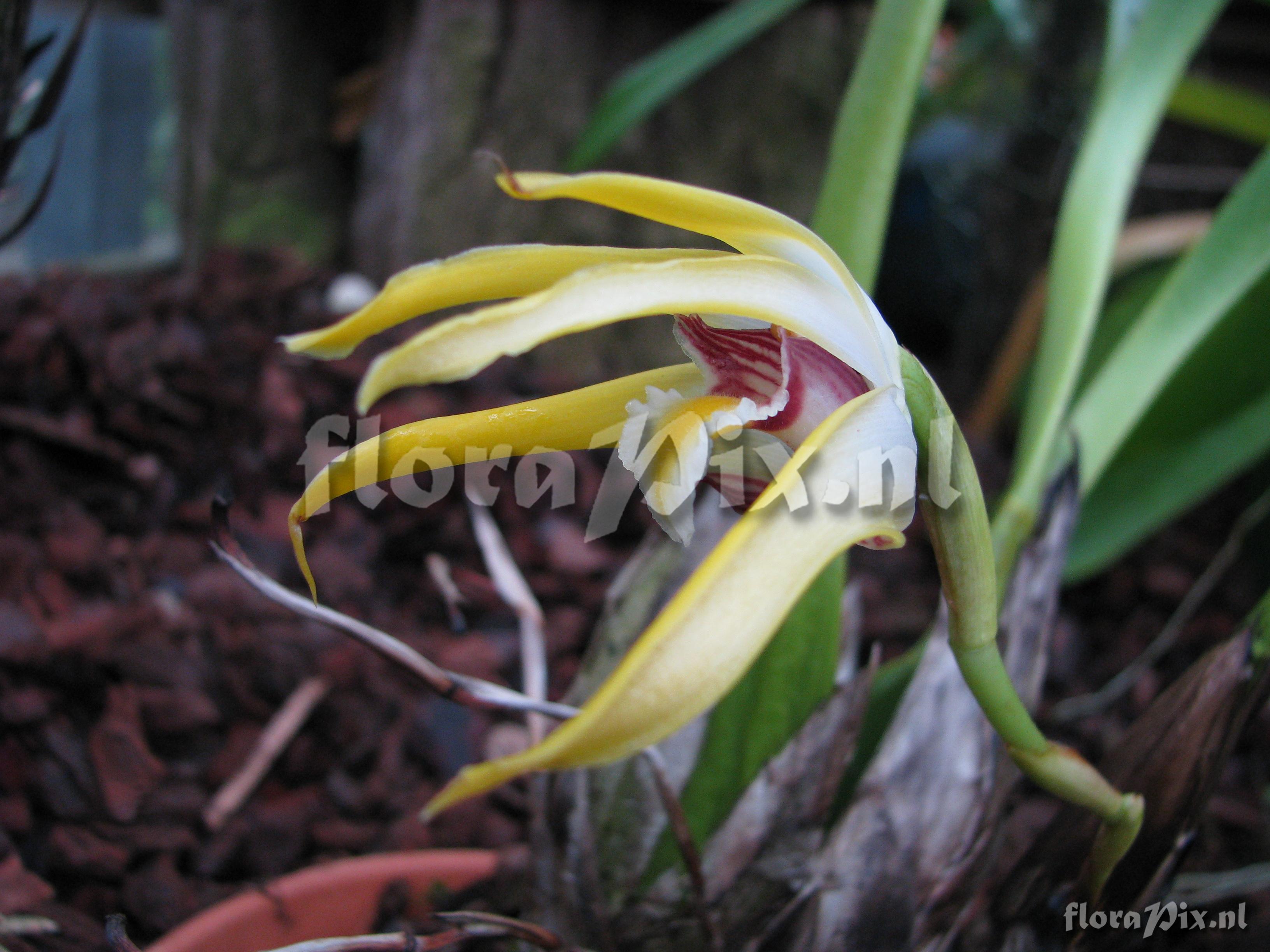 Maxillaria setigera