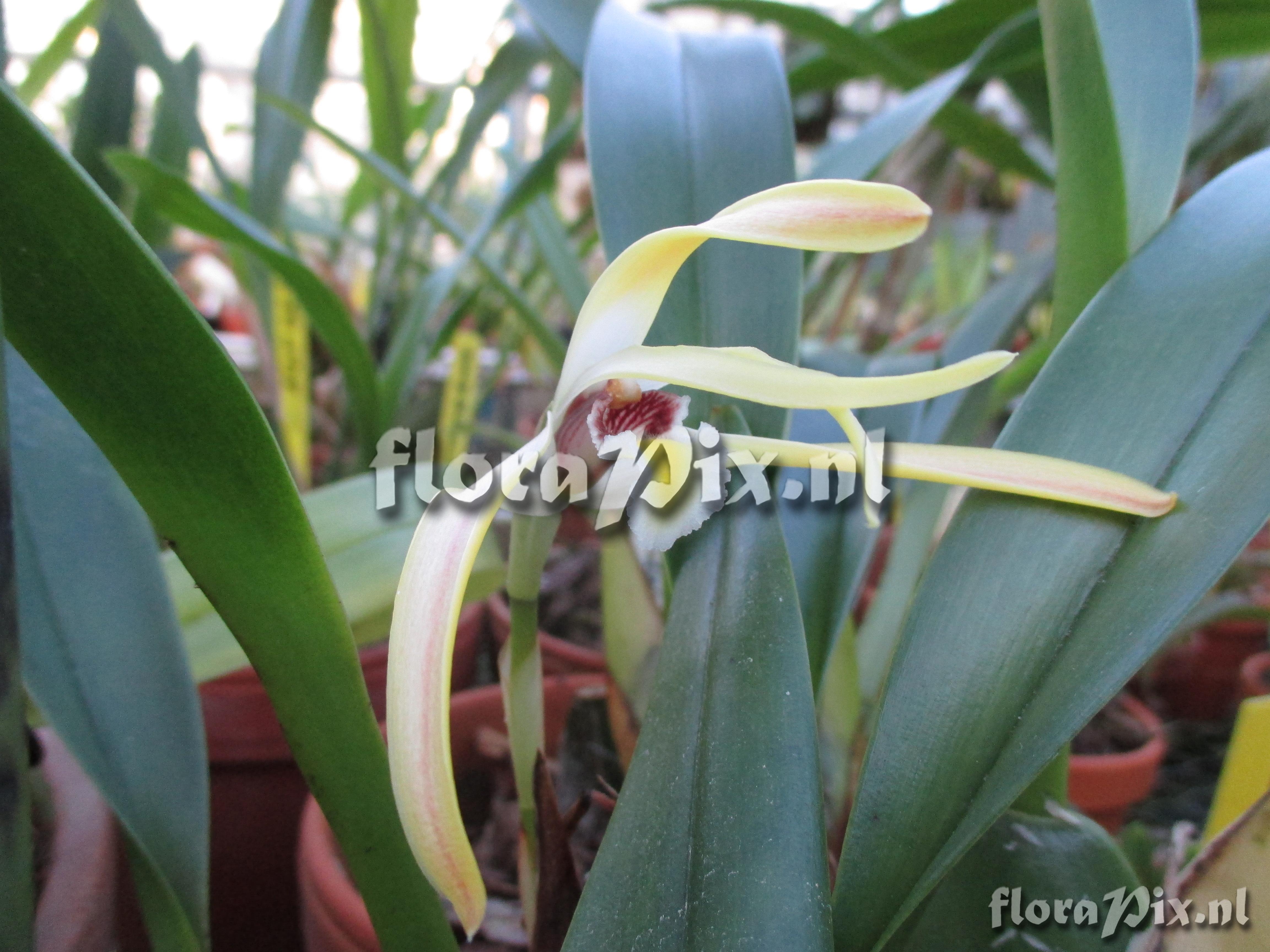 Maxillaria lutea alba