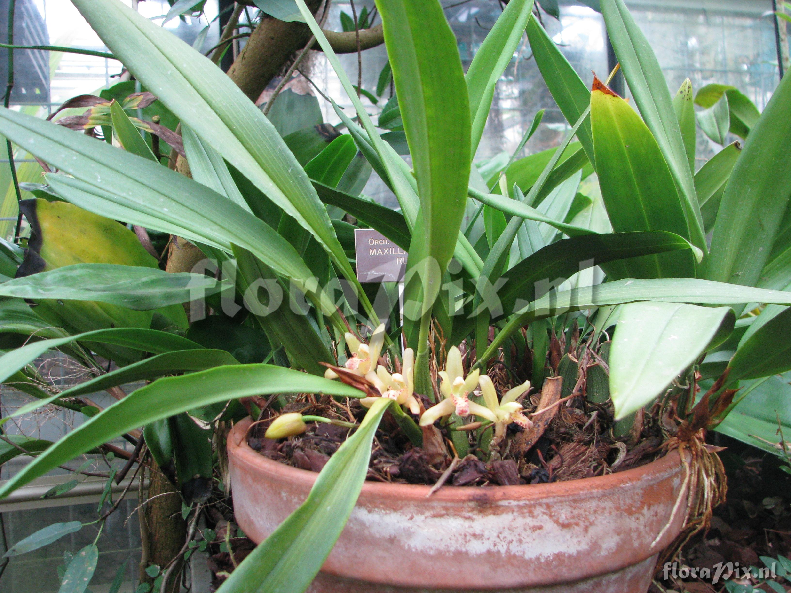 Maxillaria rufescens