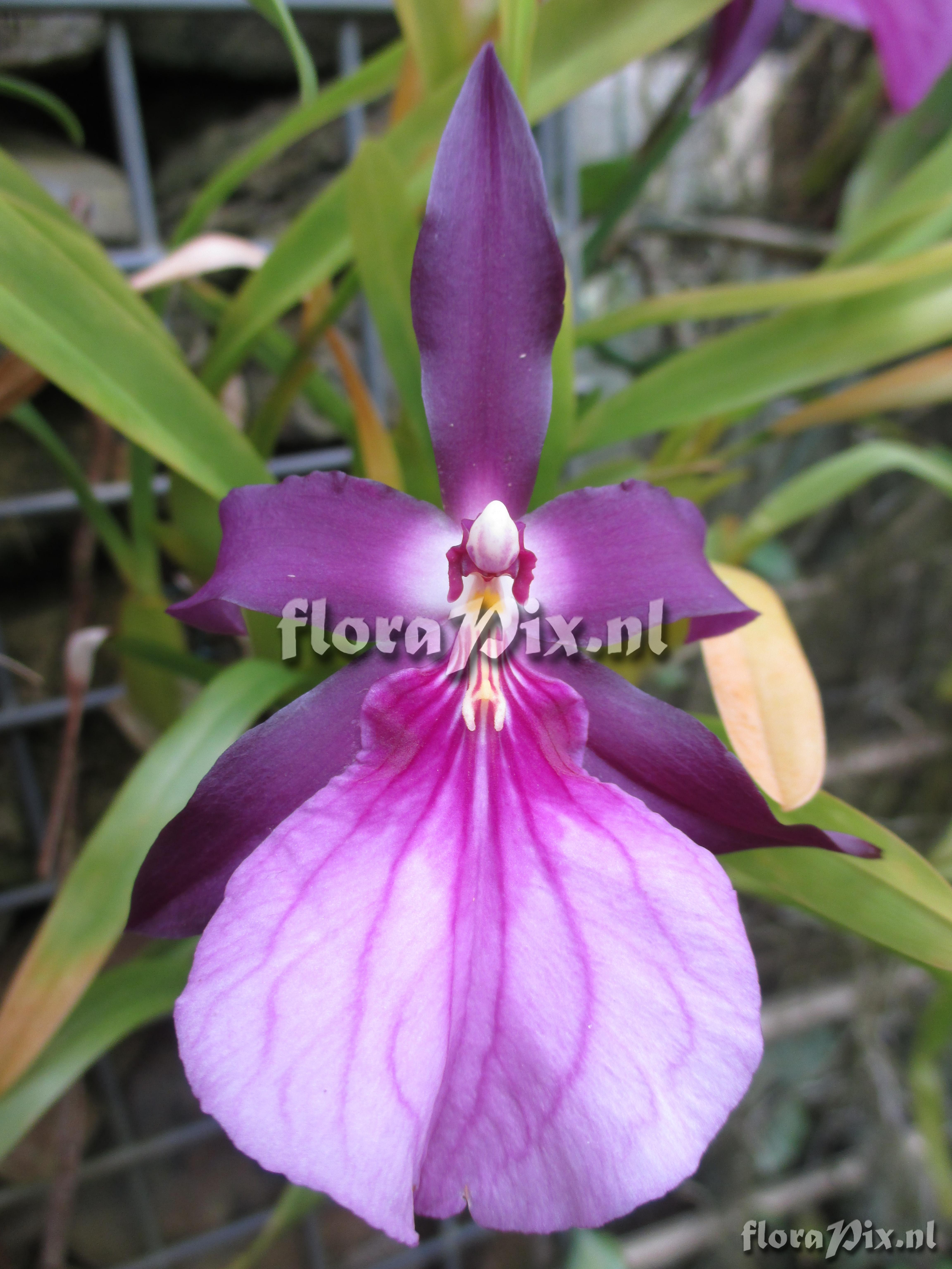 Miltonia spectabile moreliana