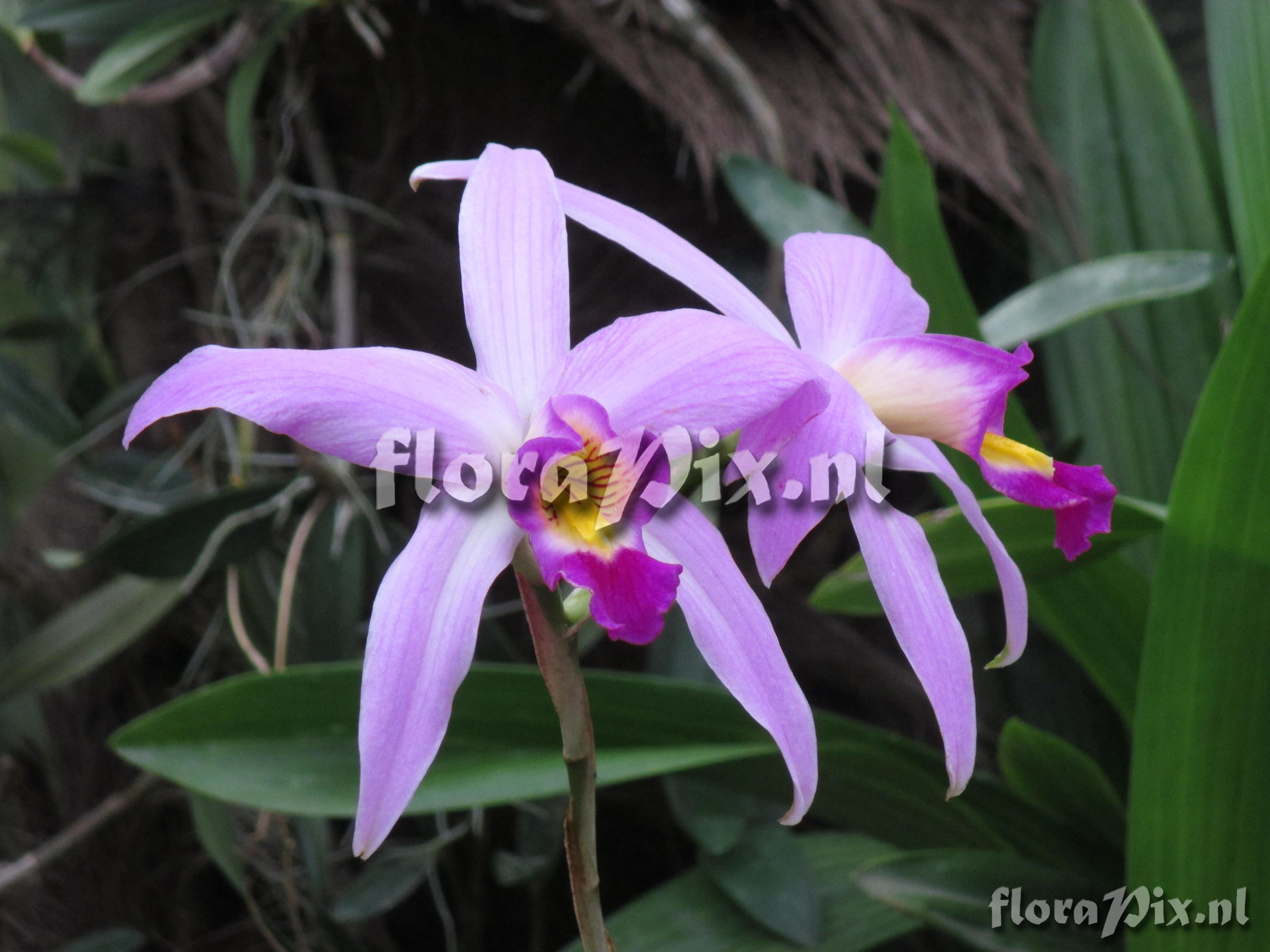 Laelia anceps