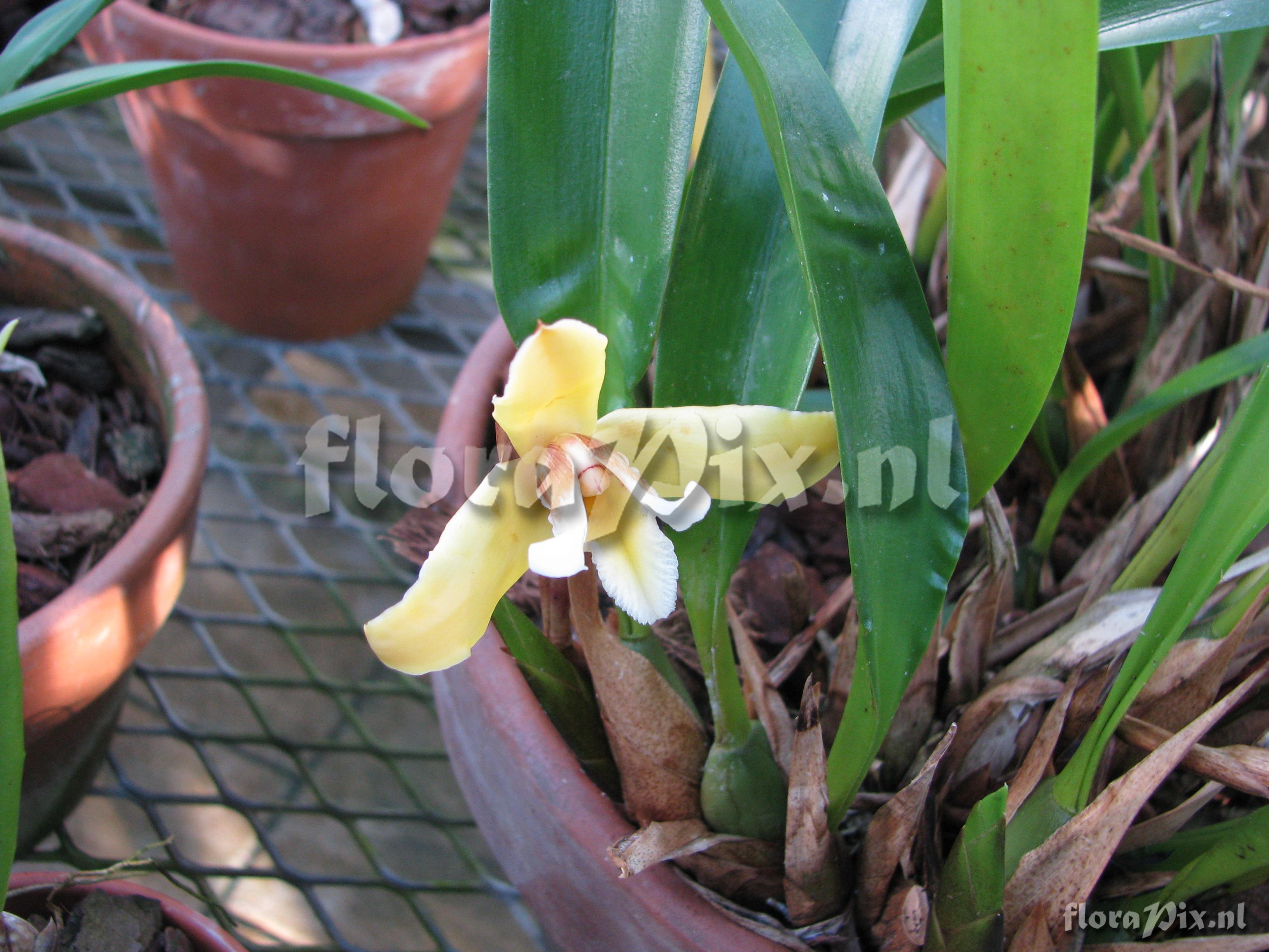 Maxillaria parkeri