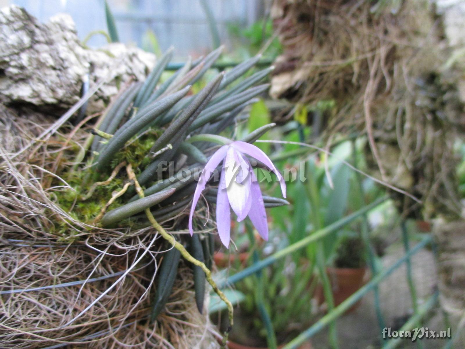 Leptotes unicolor