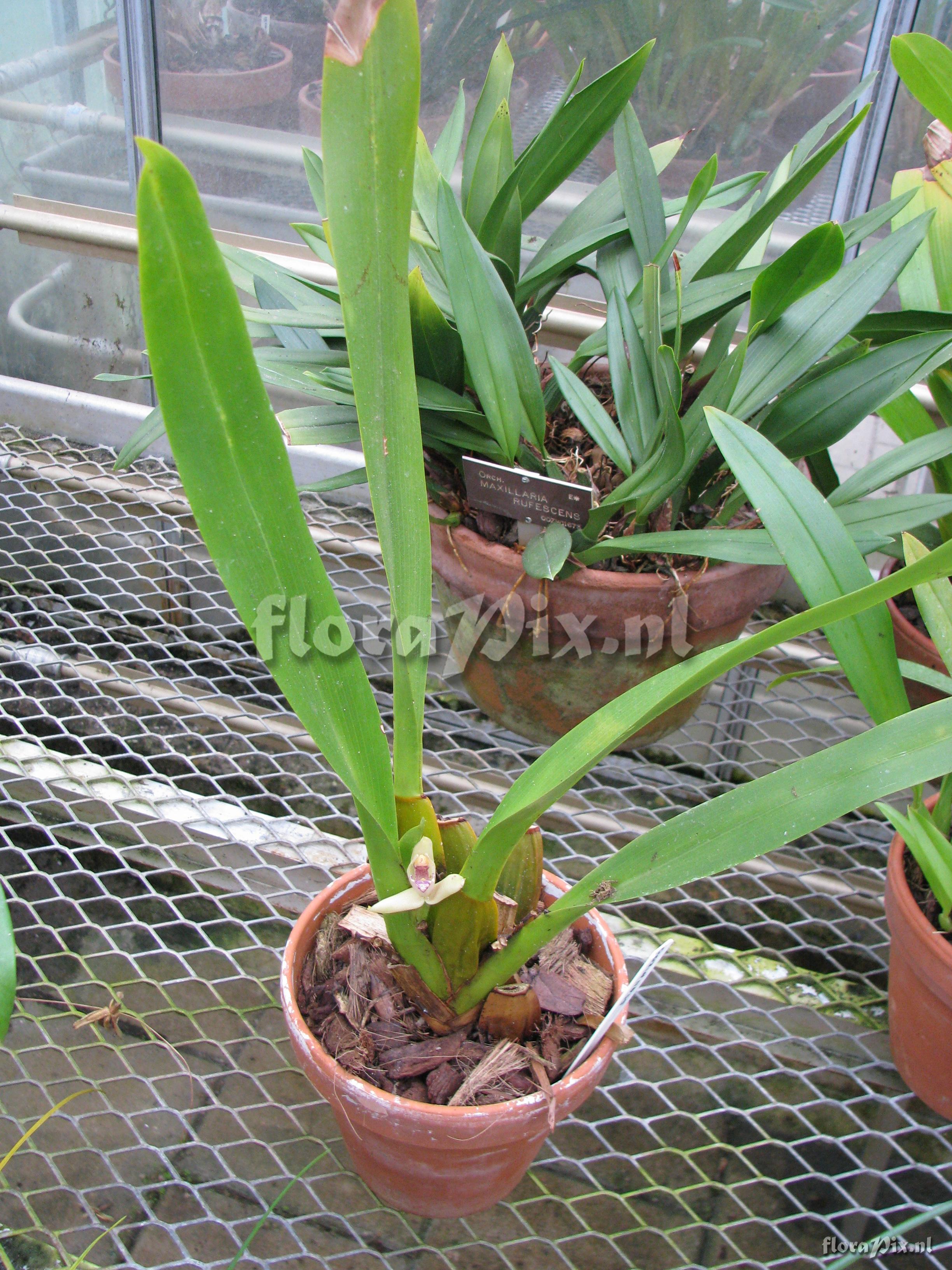 Maxillaria violaceo-punctata