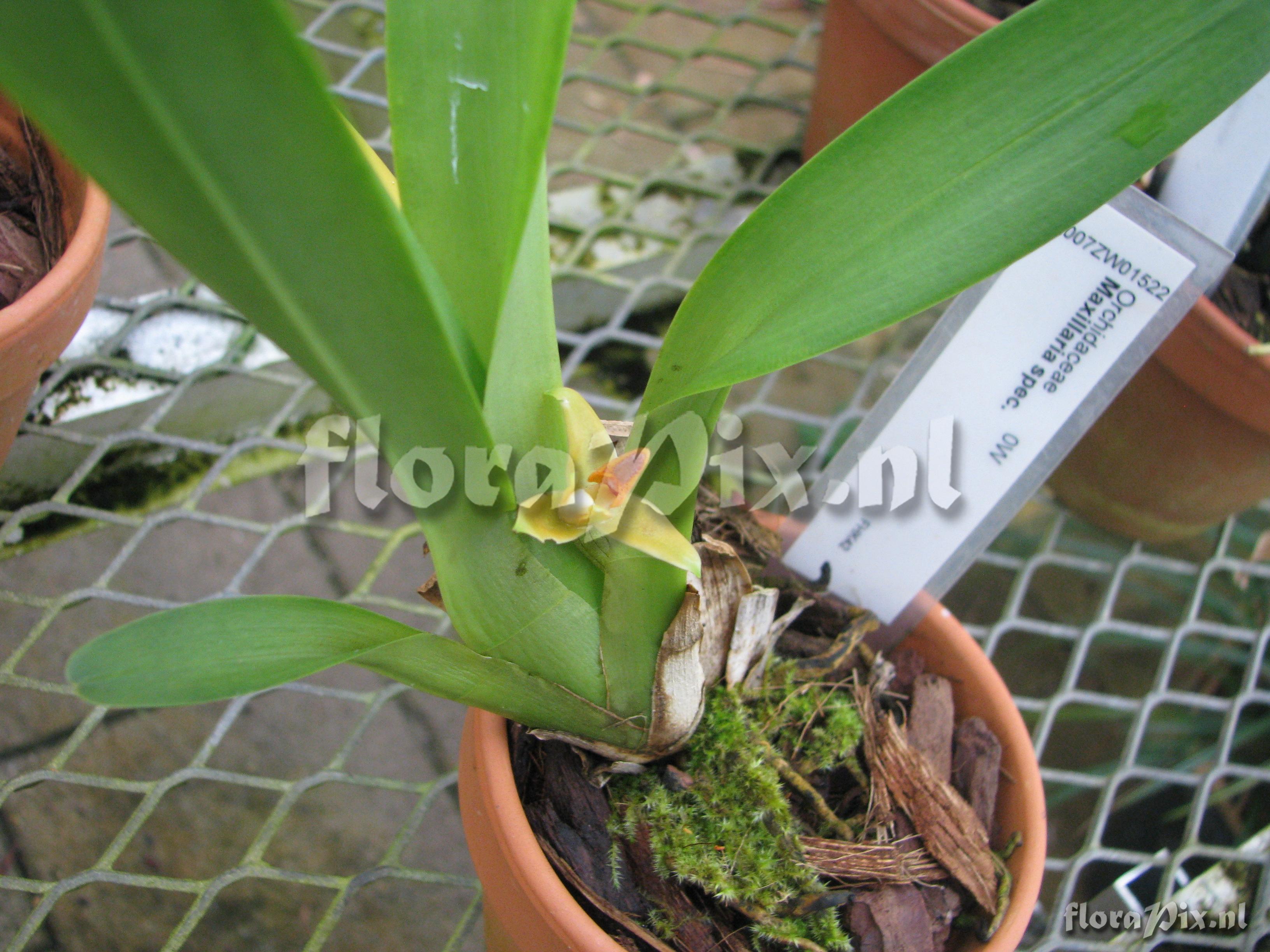 Maxillaria spec.