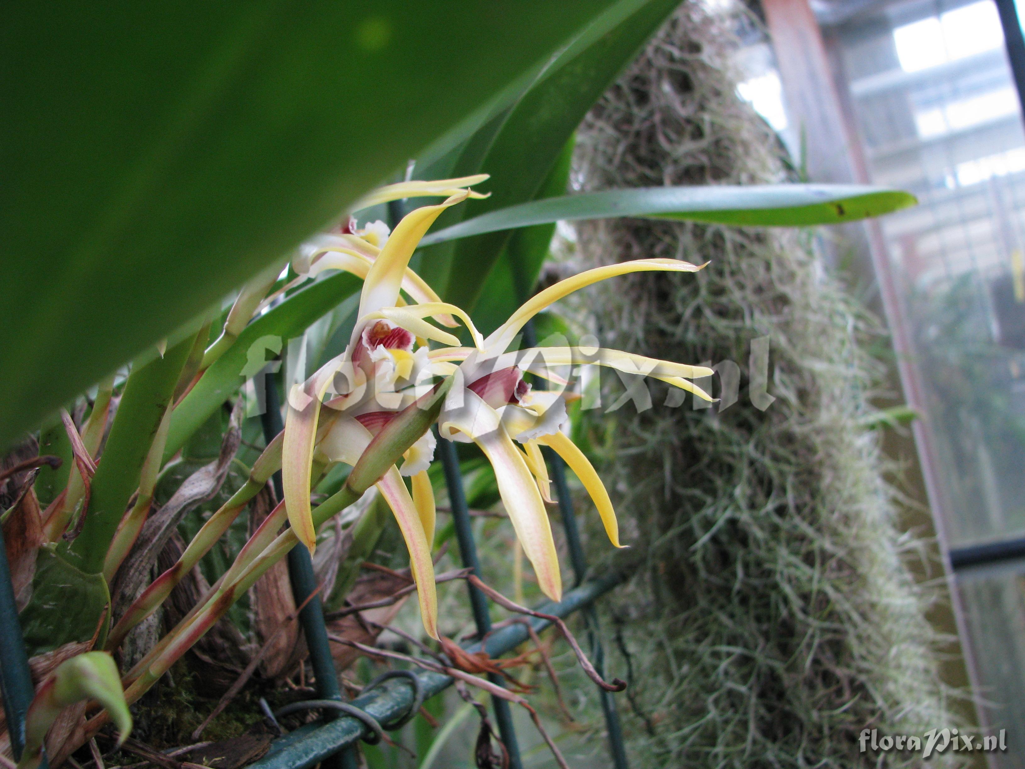 Maxillaria lujteograndiflora